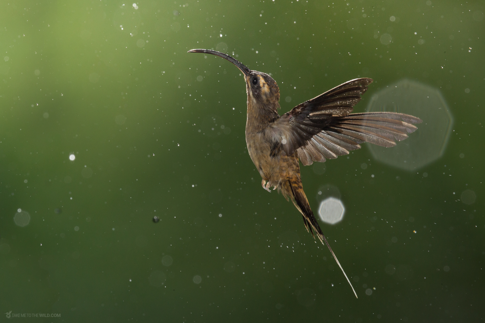 Long billed Hermit Phaethornis longirostris in flight under the rain