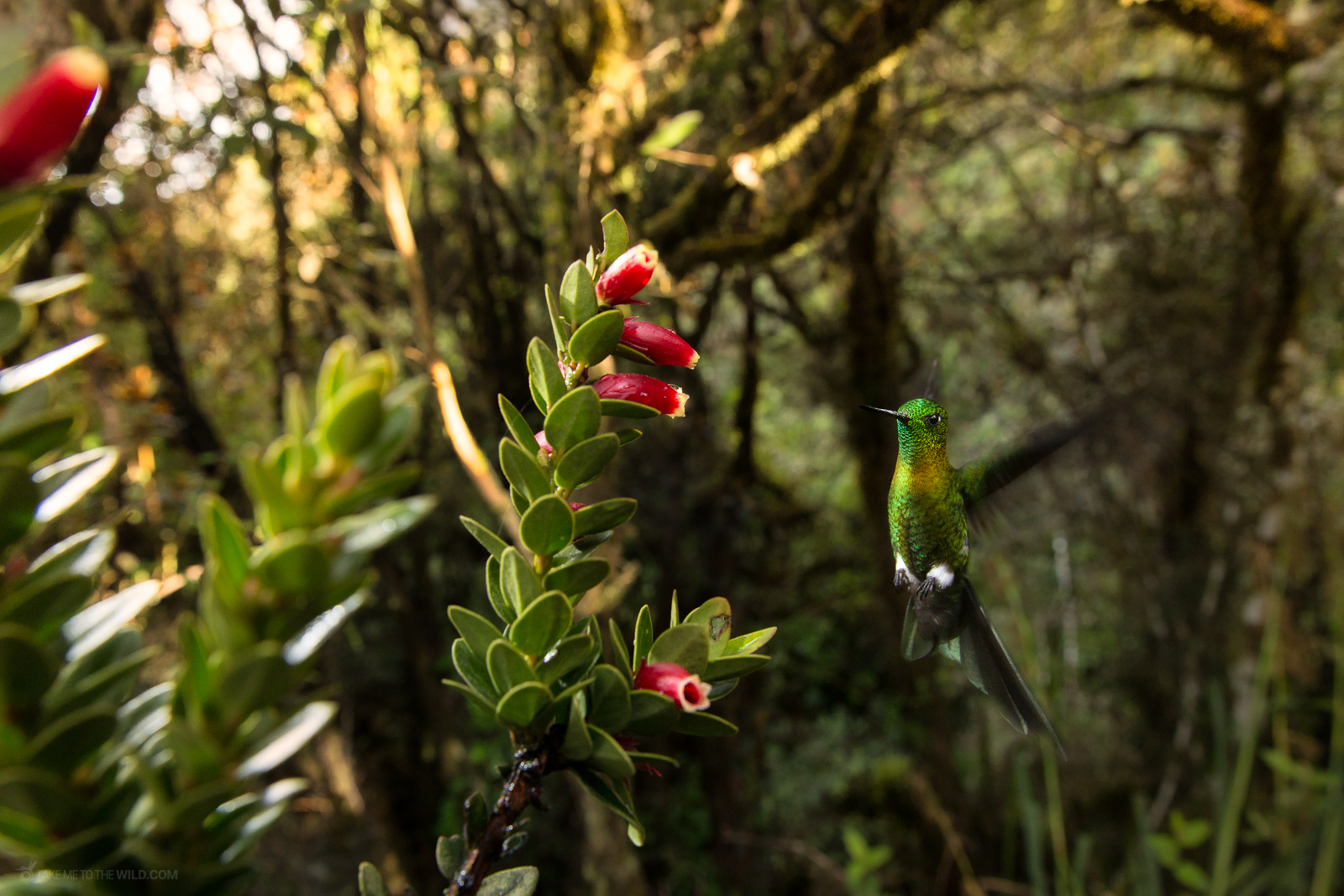 Hummingbird and the Cloud forest