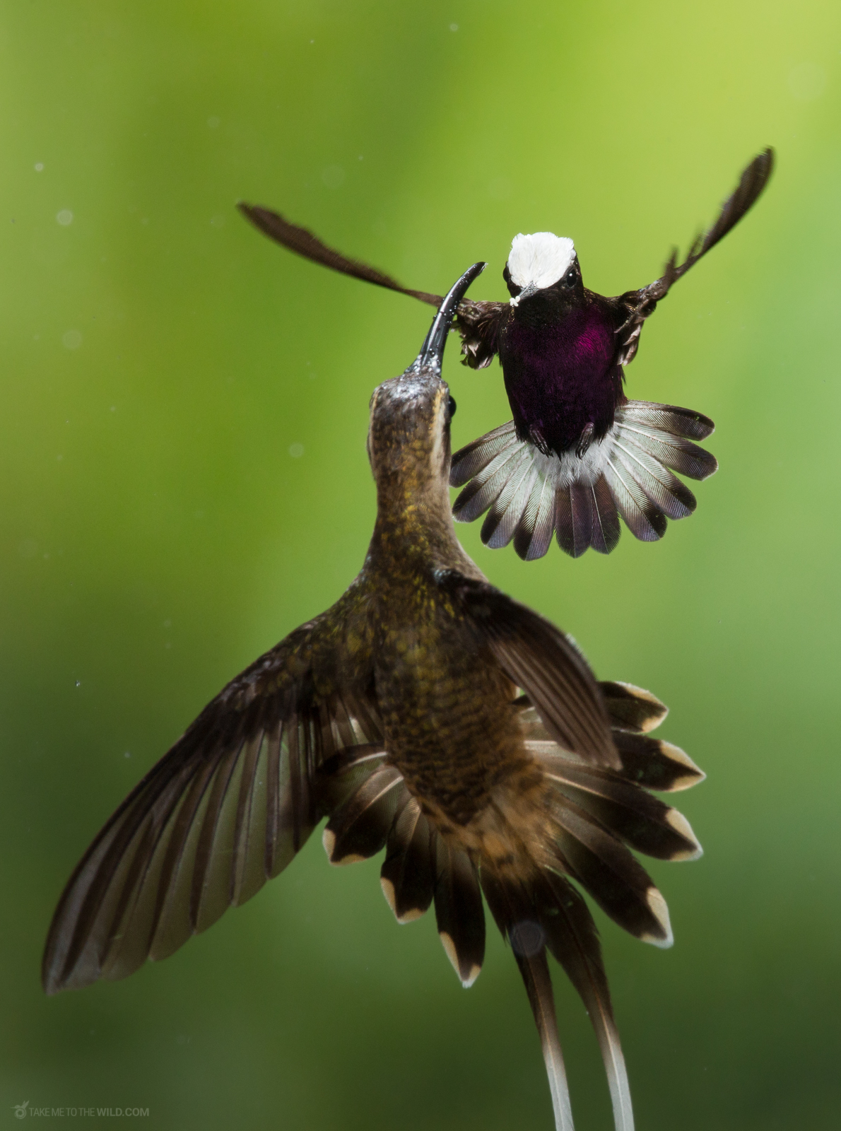 Snowcap Microchera albocoronata defending his territory in flight