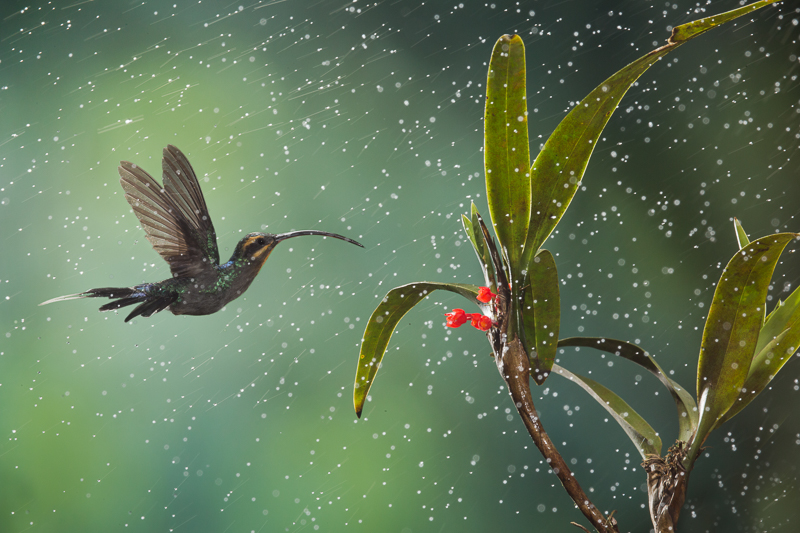 Green Hermit Phaethornis guy humminbird flying in the rain Feature