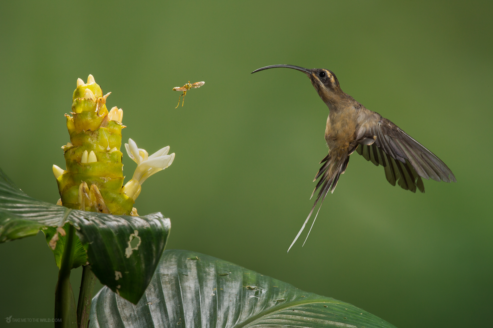 Long billed Hermit Phaethornis longirostris fighting a bee
