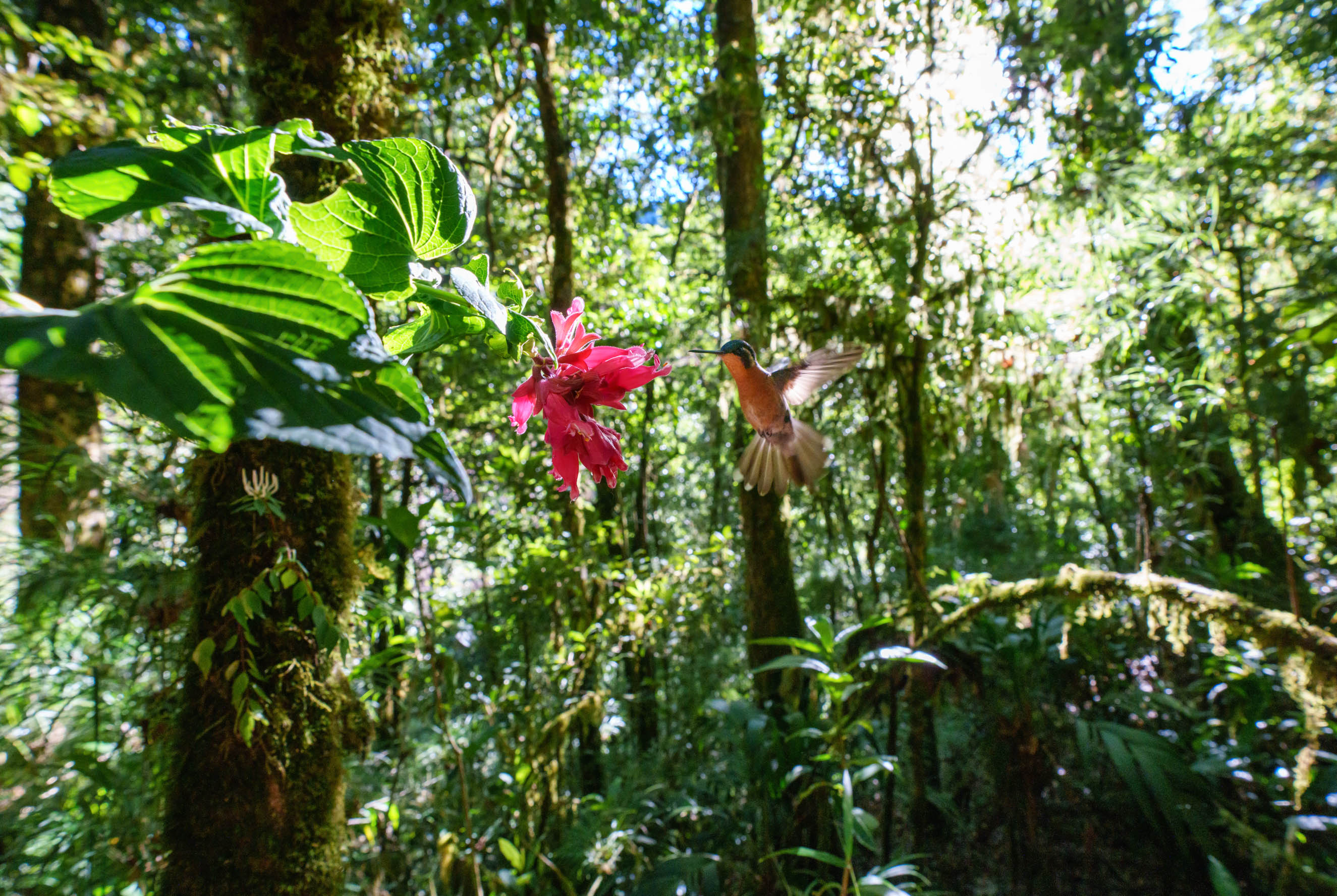 Cloud Forest Jewel White throated Mountain Gem