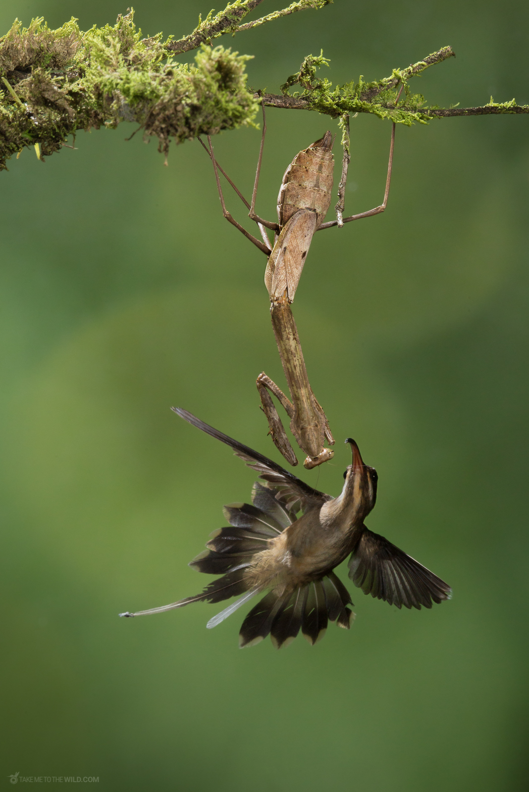 Long billed Hermit Phaethornis longirostris and Mantis