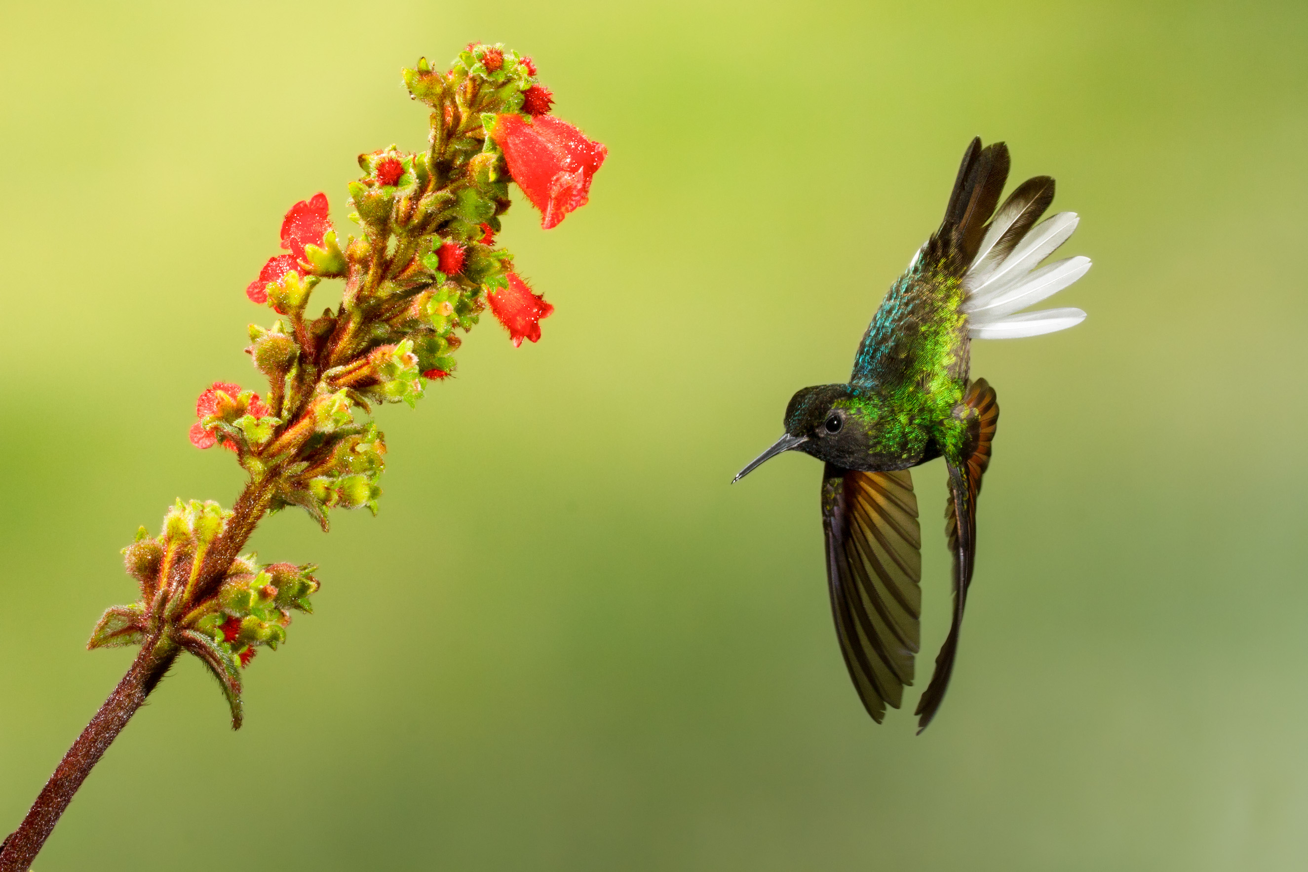 Black bellied Hummingbird