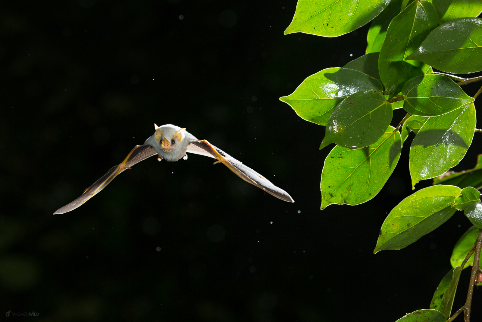 Honduran white bat tent Ectophylla alba in flight