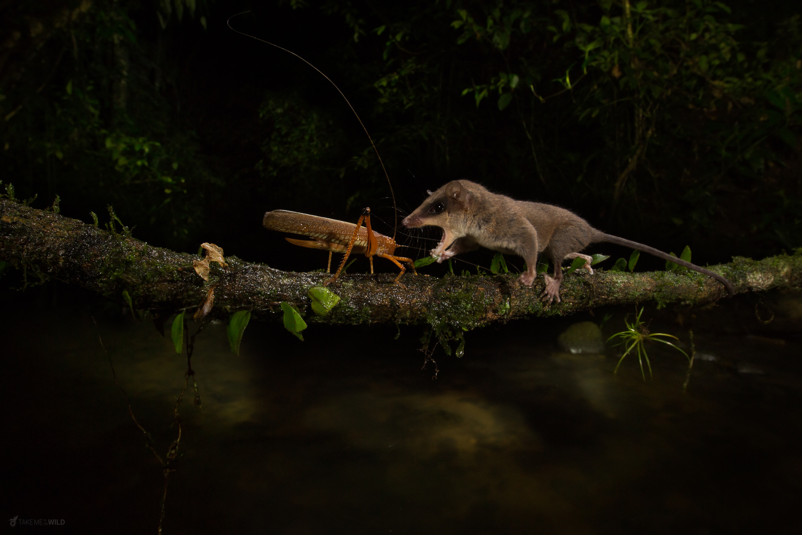 Mexican Mouse Opossum Marmosa mexicana catching a cricket