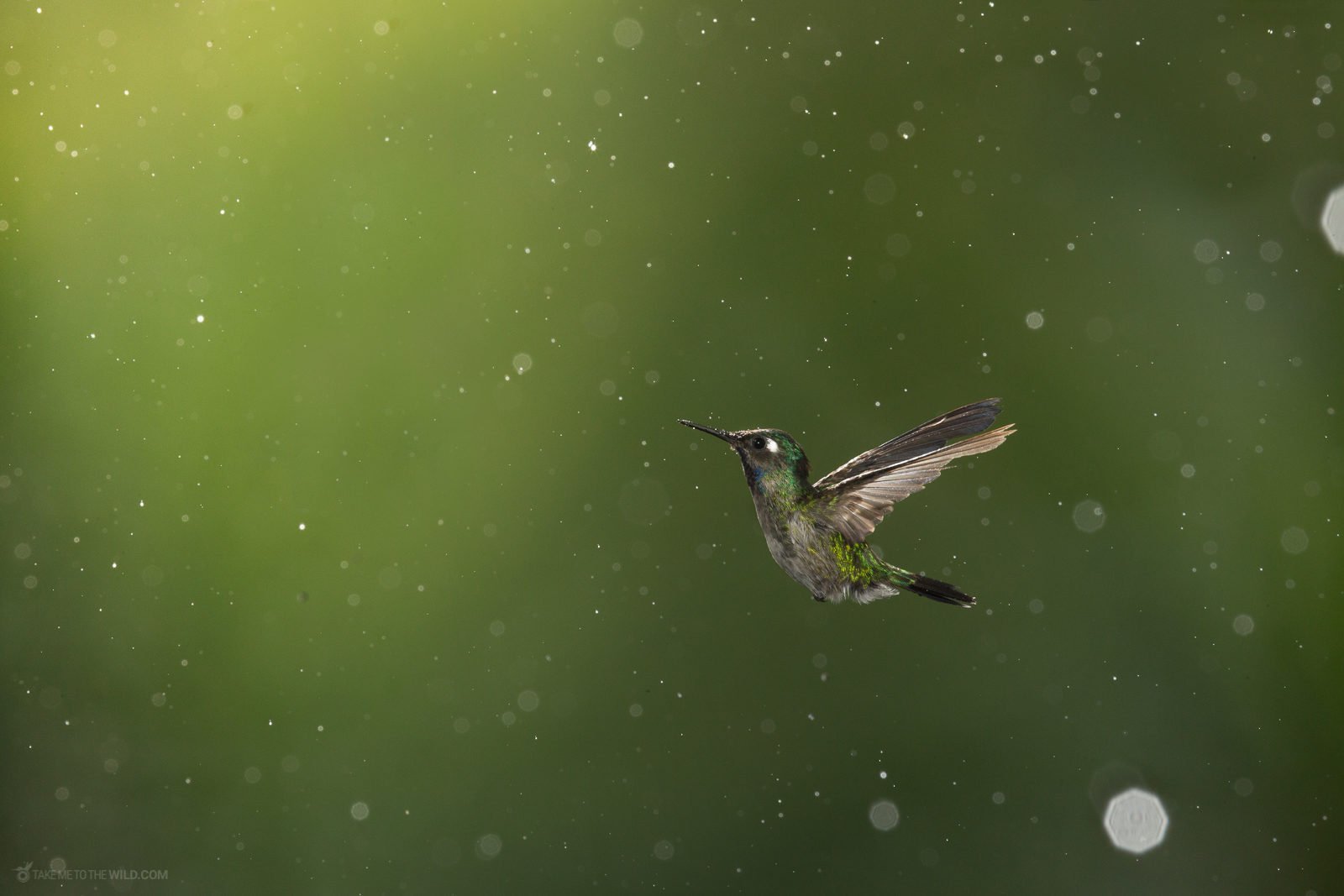 Hummingbird flying through the rain