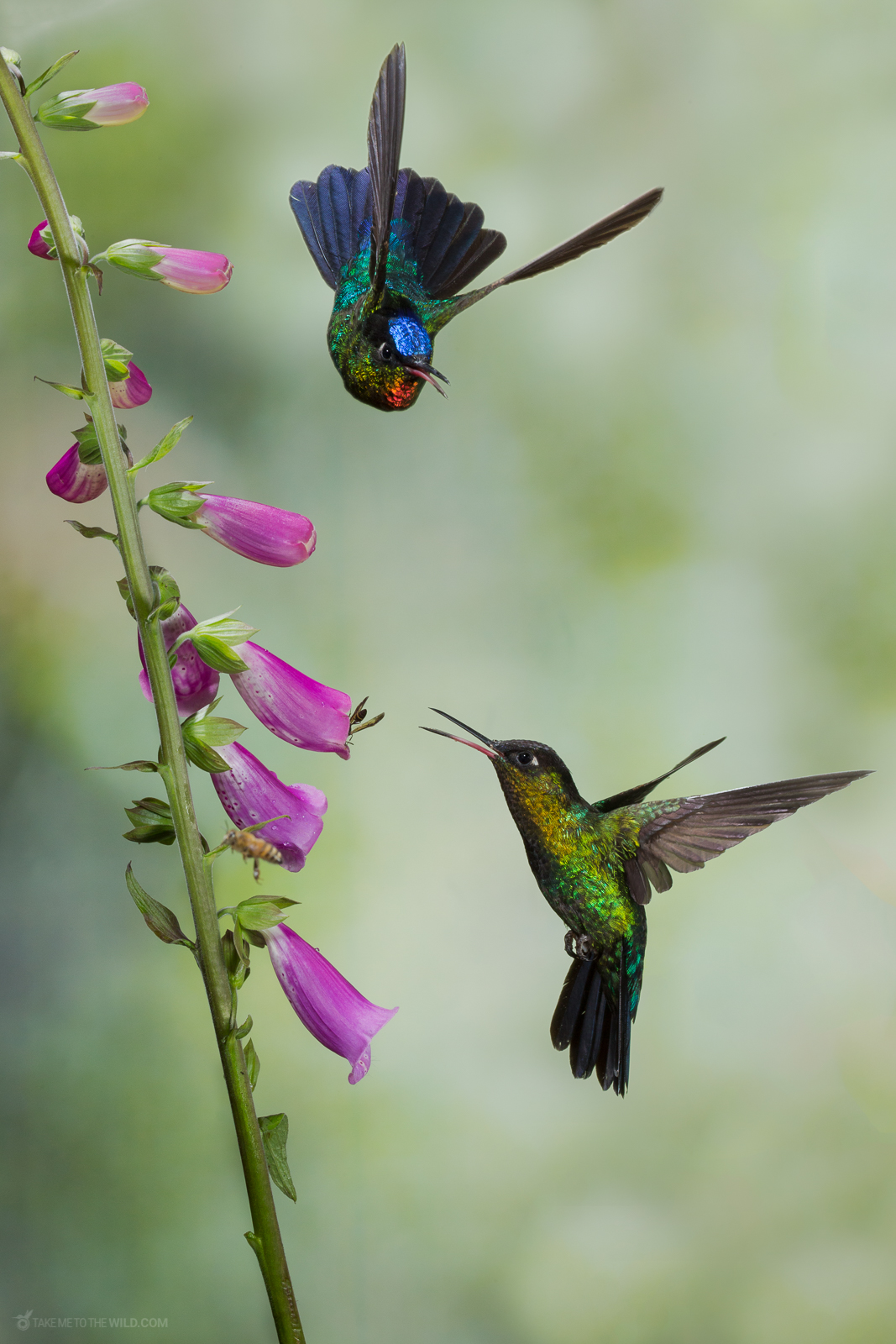 Fiery throated Hummingbirds