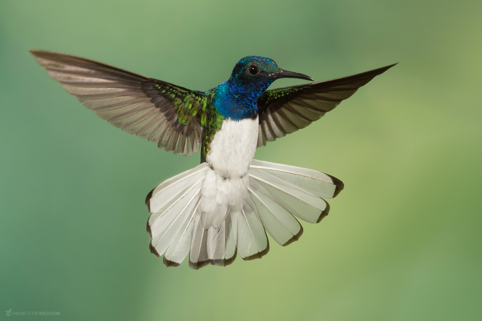 White necked Jacobin Florisuga mellivora in flight