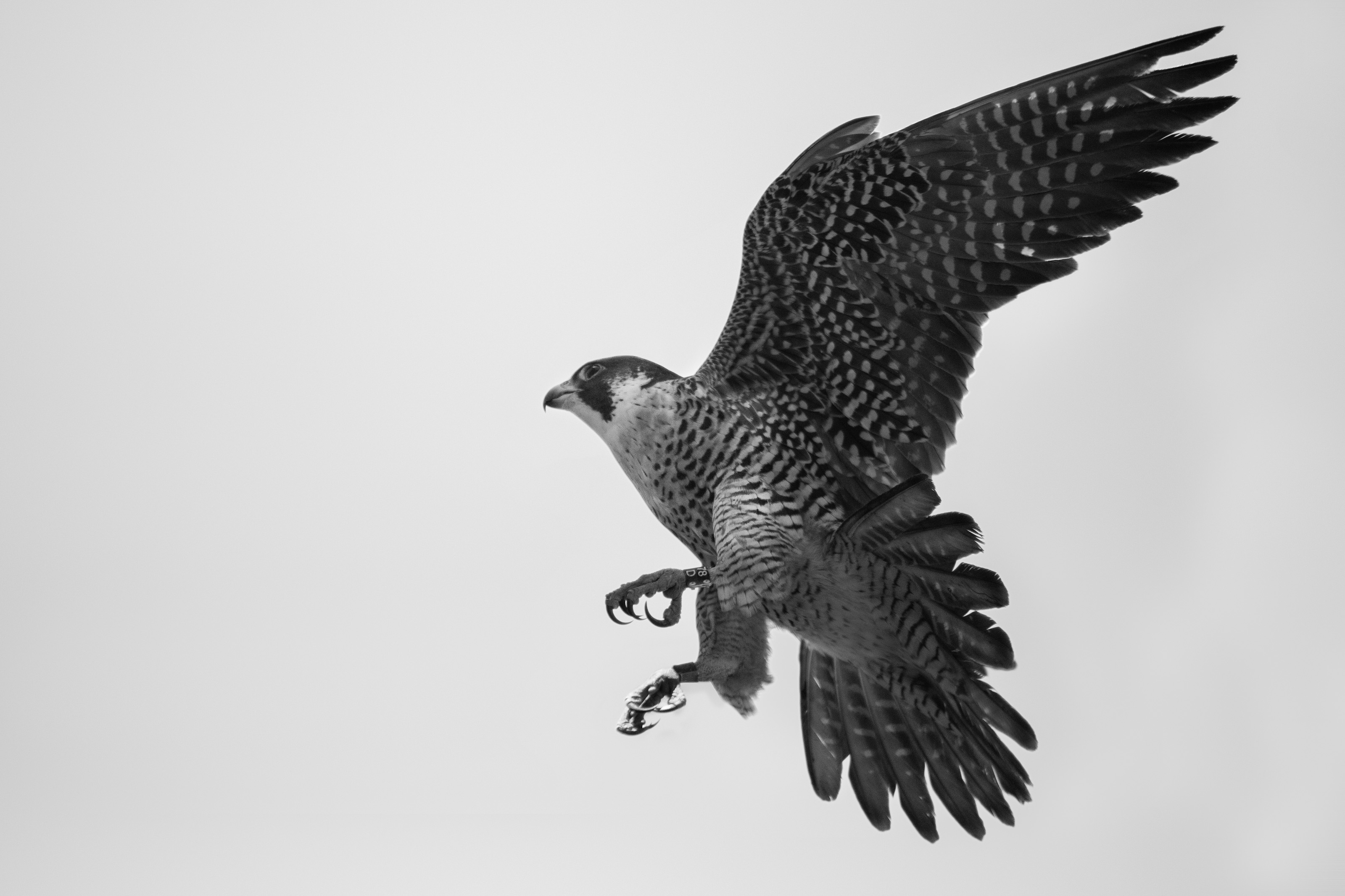 Peregrine Falcon