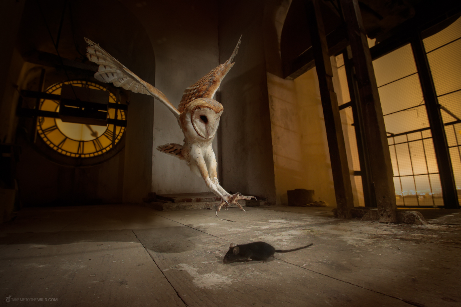 Barn Owl Tyto alba hunting at church bell tower