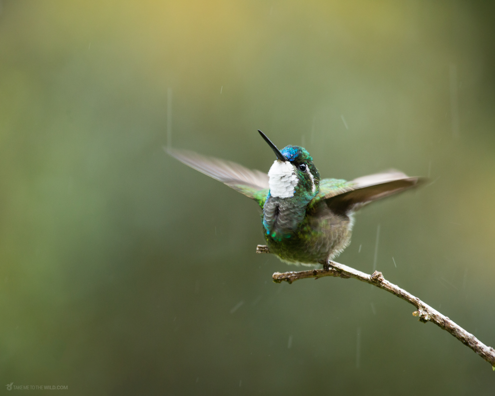 White throated Mountaingem Lampornis castaneoventris showering under the rain