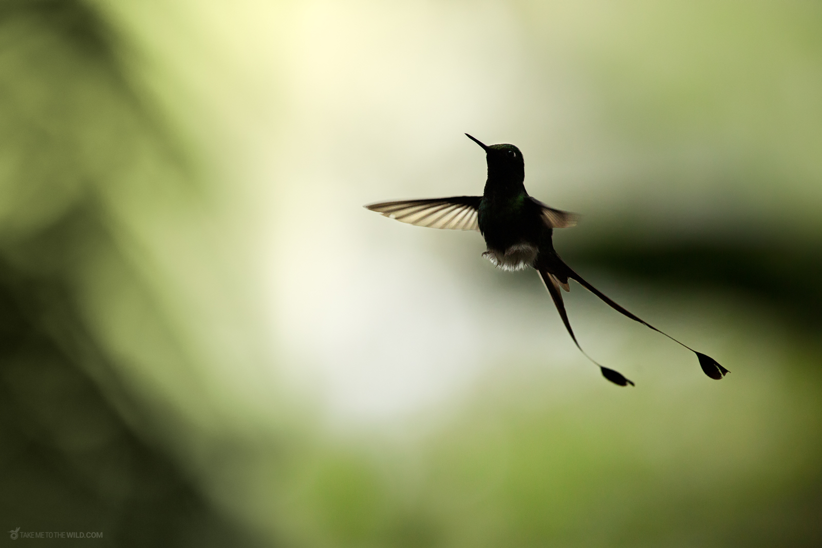 White booted racket tail in flight
