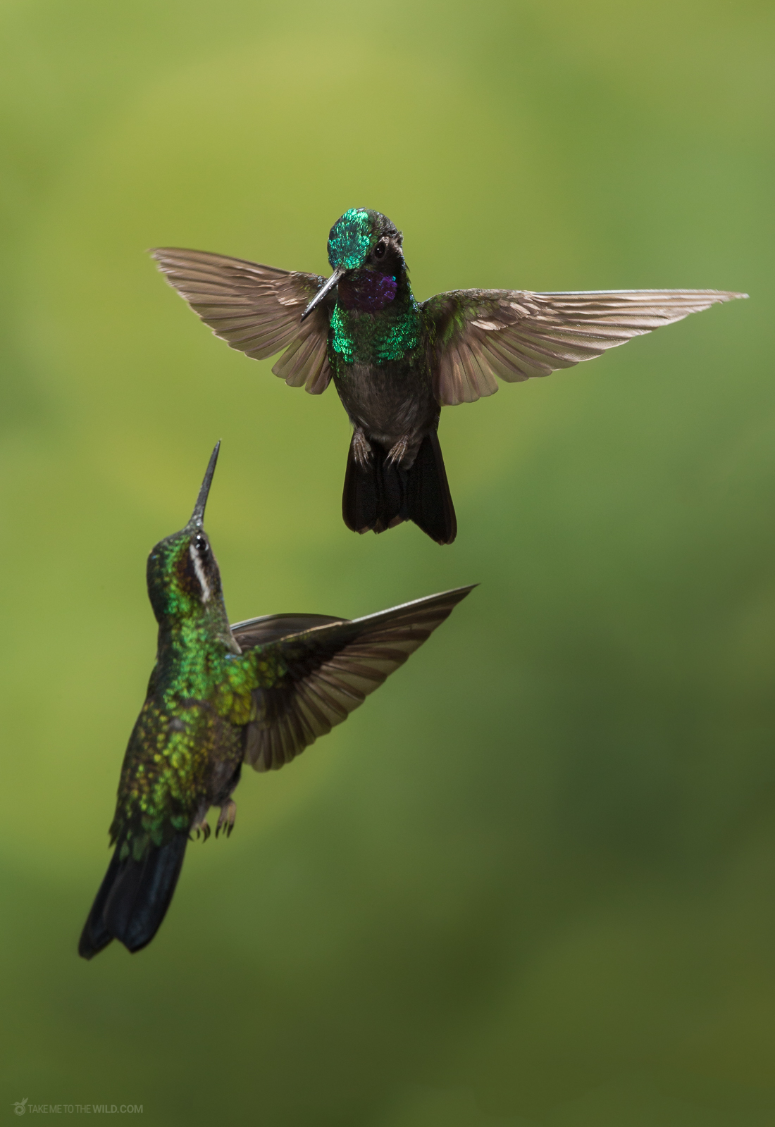 Purple throated Mountaingem Lampornis calolaemus defending its territory