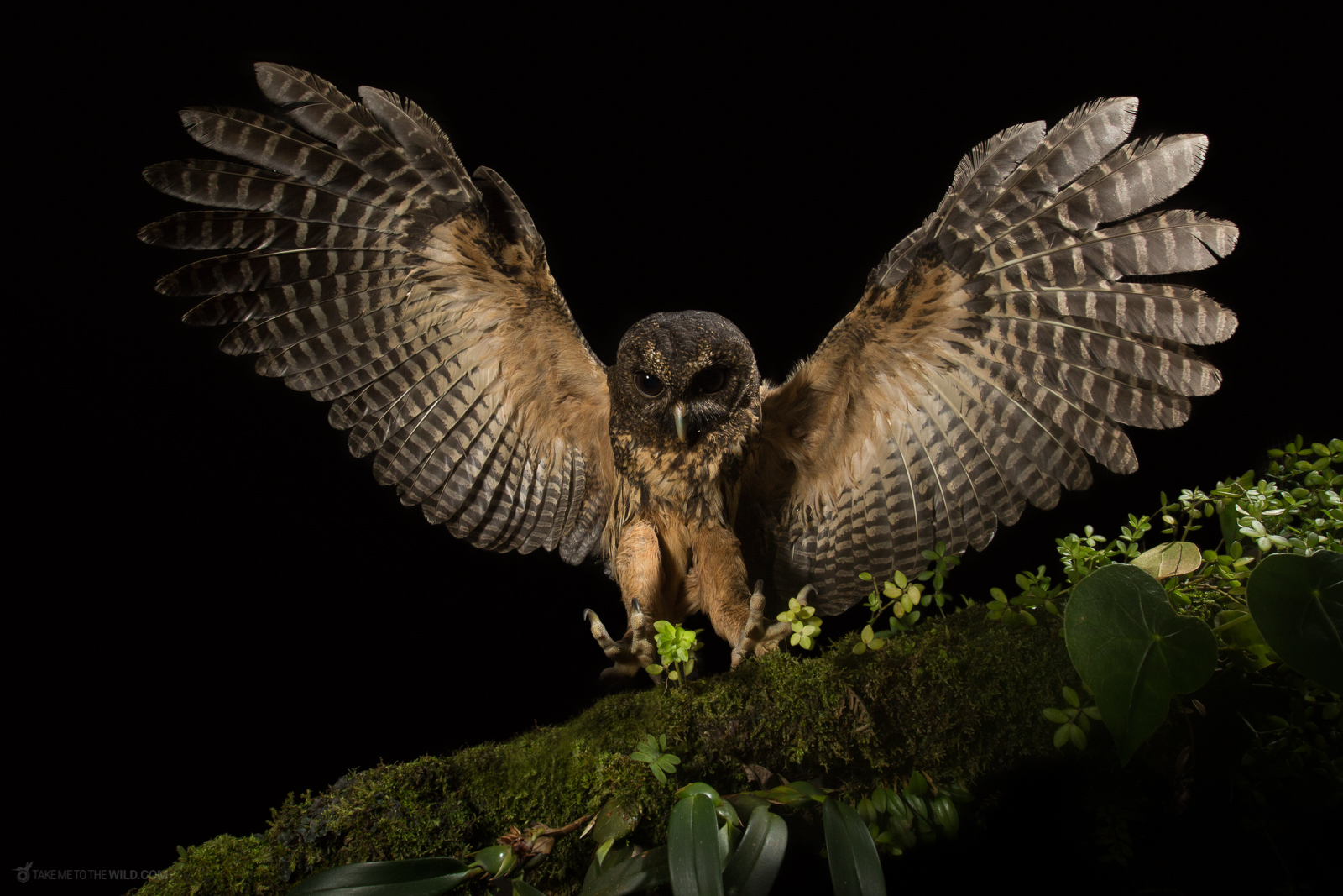 Mottled Owl Ciccaba virgata landing on a branch at night
