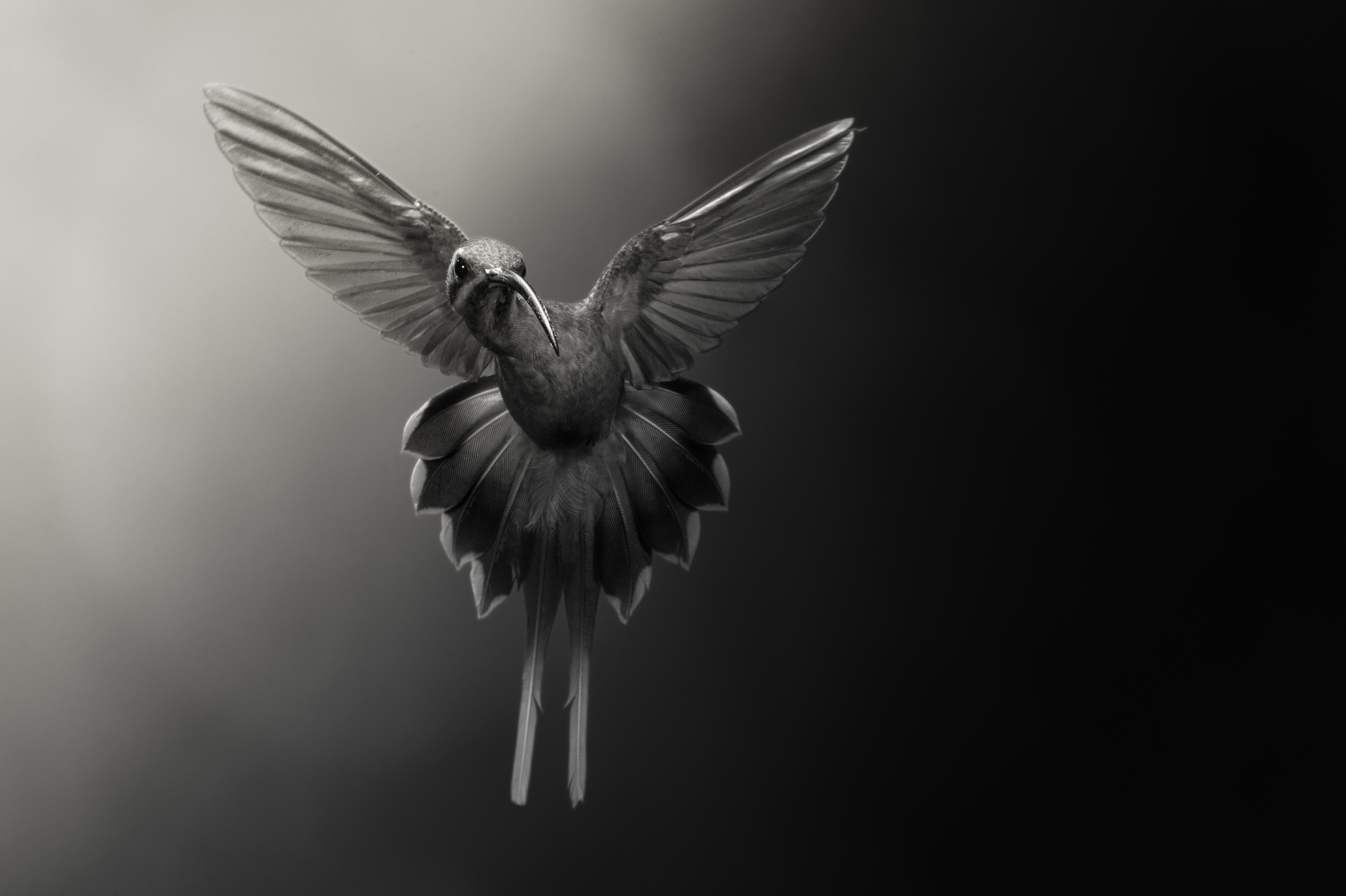 Long billed Hermit Phaethornis longirostris in flight