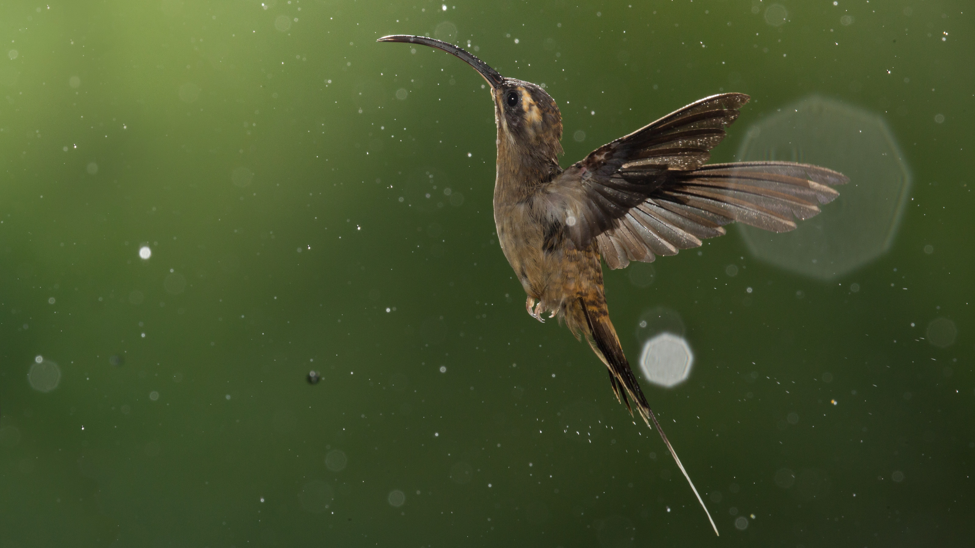 Long billed Hermit Phaethornis longirostris in flight under the rain