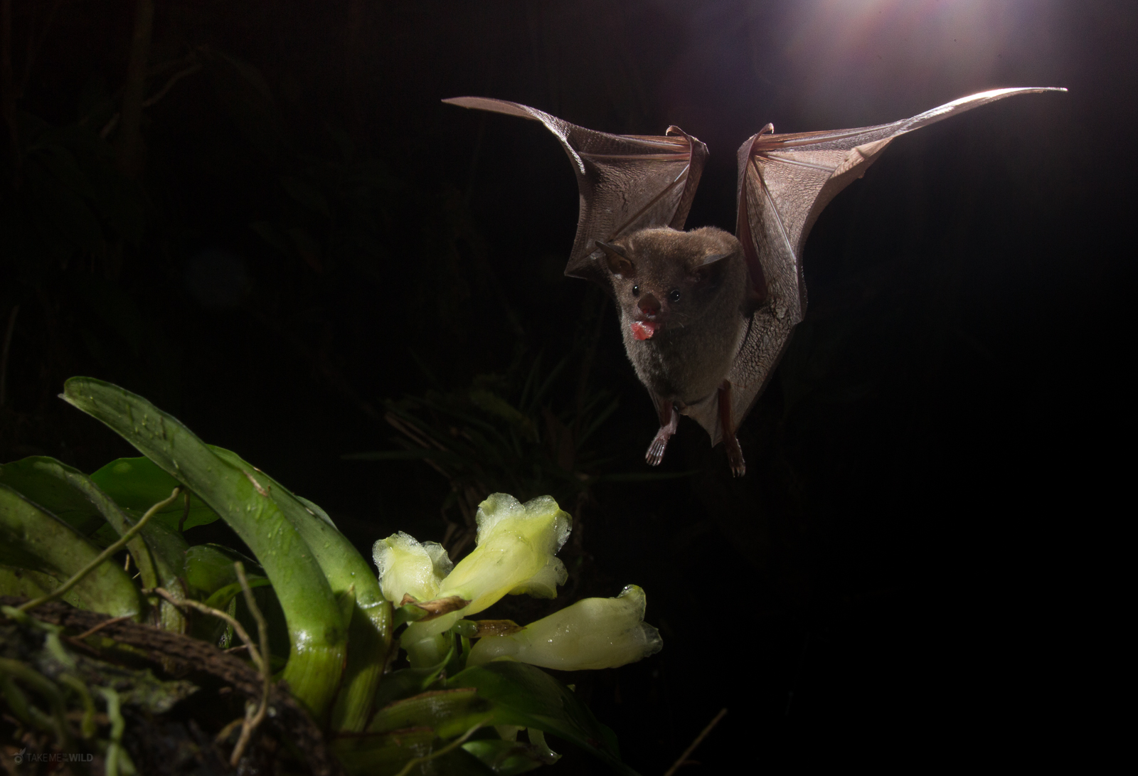 Long-tongued Bat feeding from flowers in flight