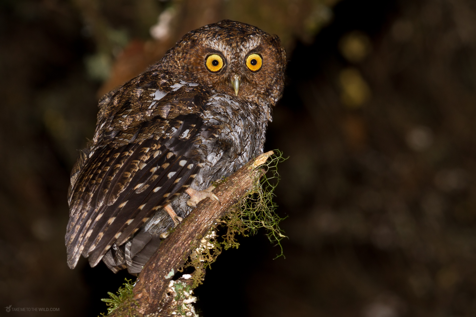 Bare shanked Screech Owl