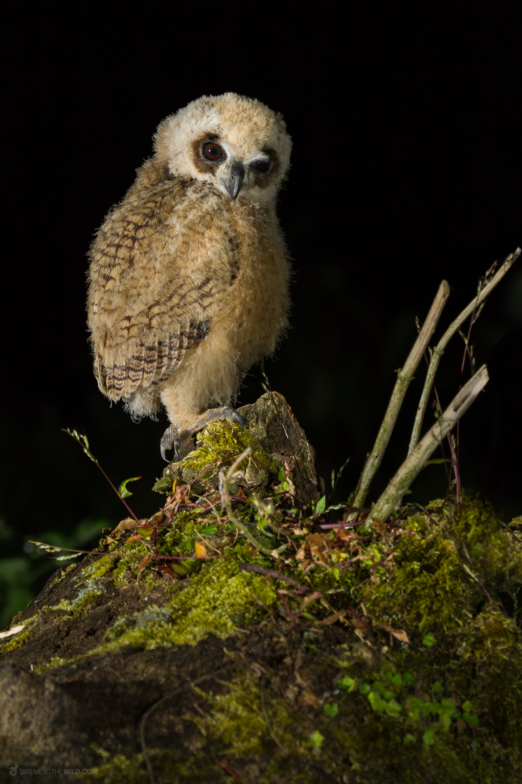 Striped Owl Pseudoscops clamator perched on branch
