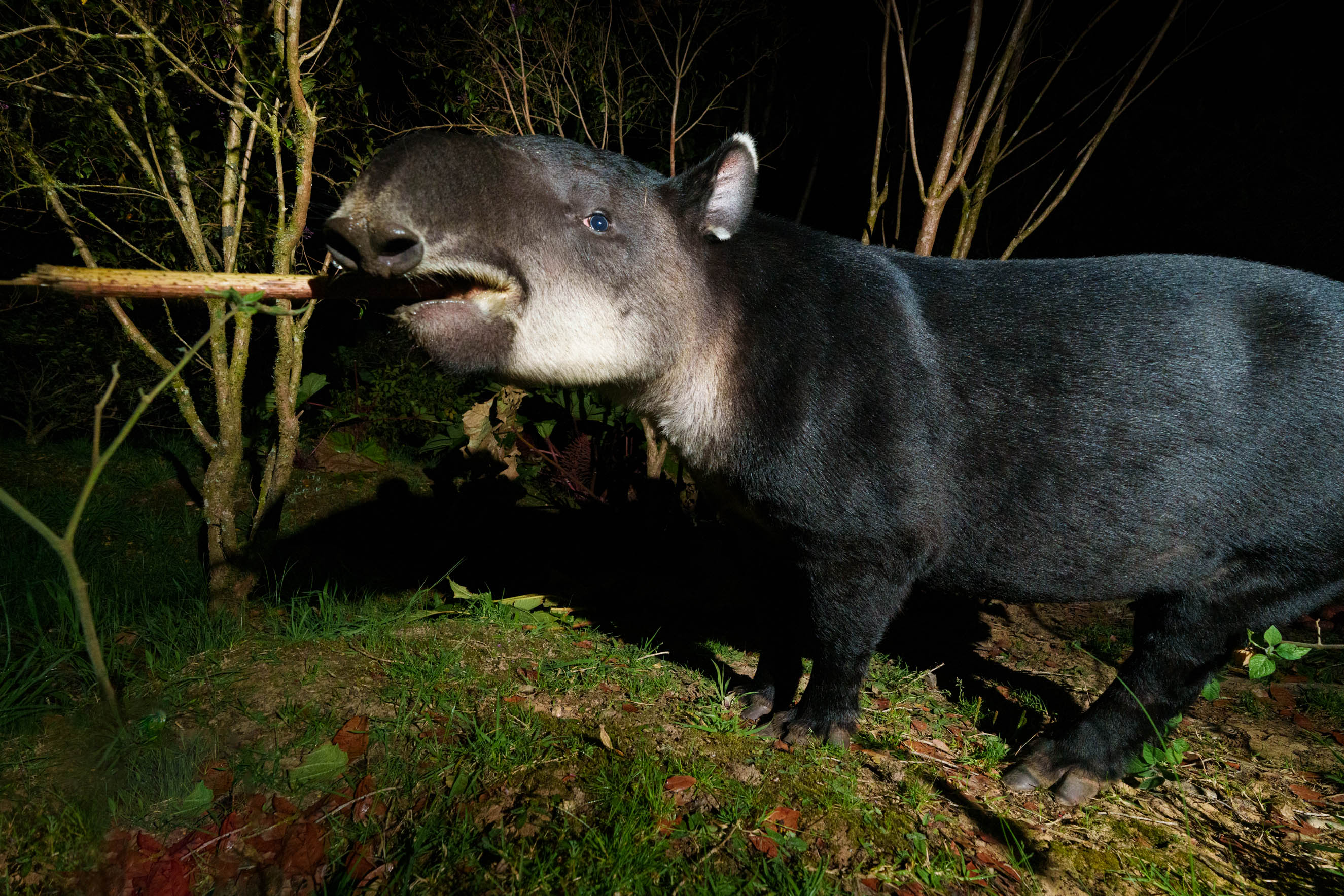 Baird's Tapir at night in the cloud forest