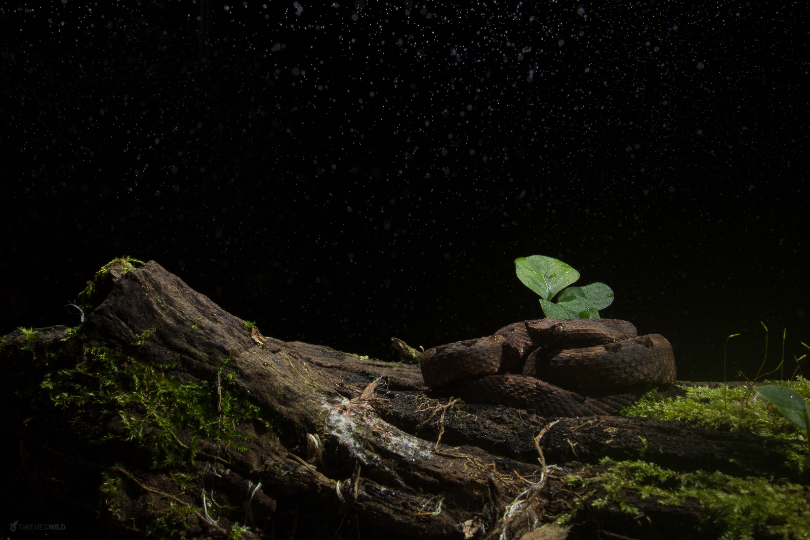 Hognosed Pit Viper in the rain