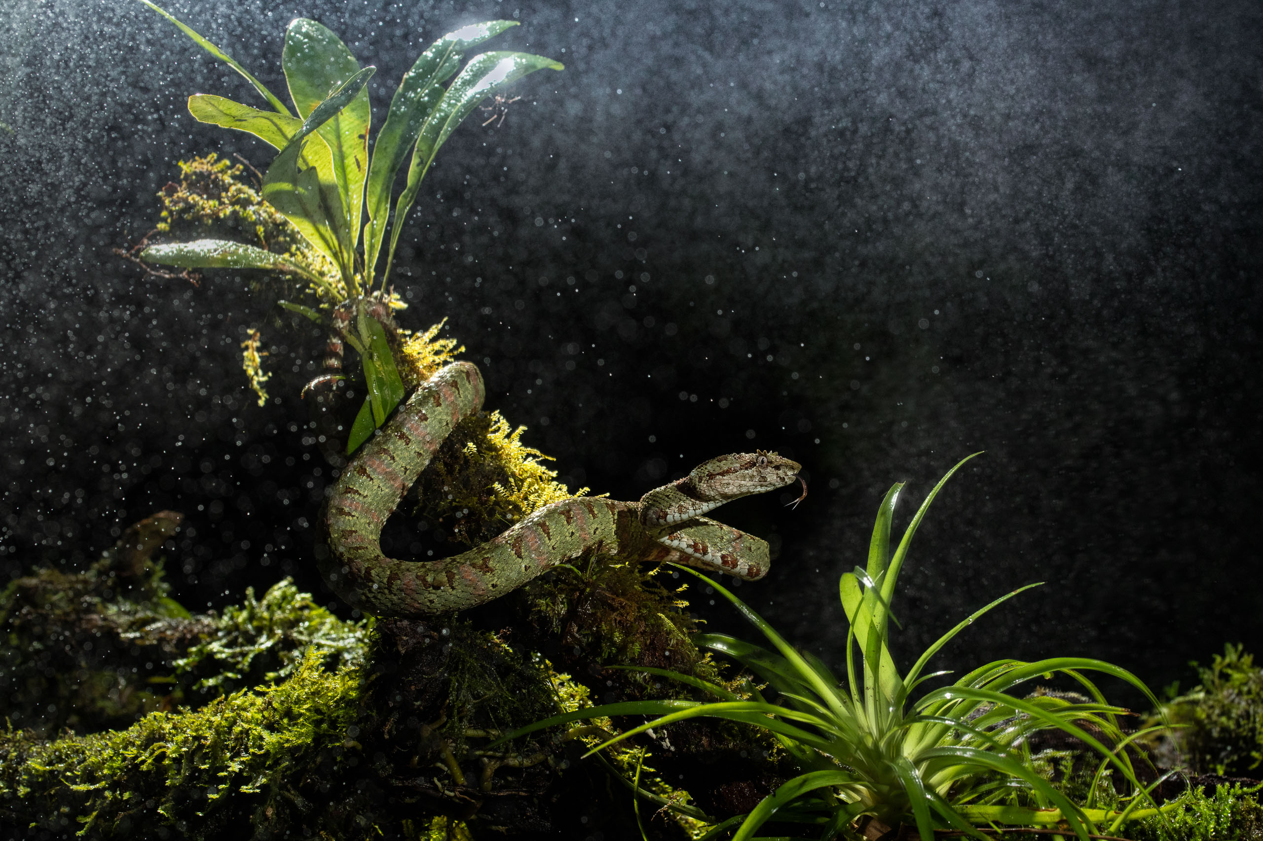 Eyelash Pit Viper