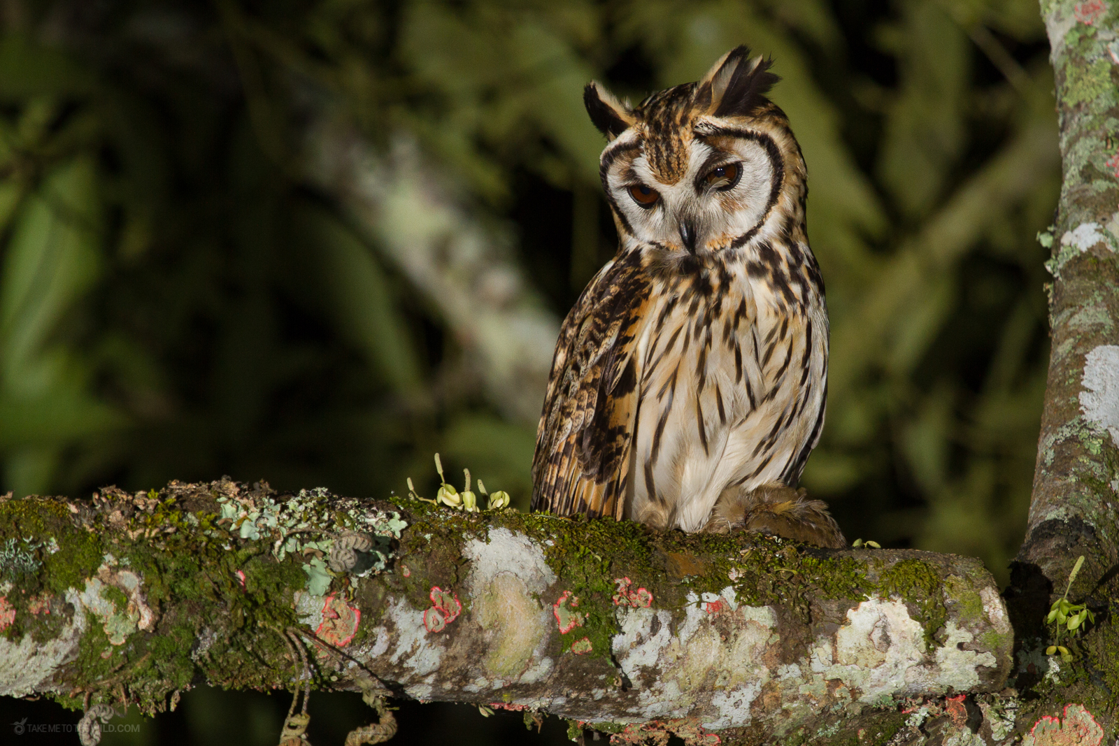 Striped Owl Pseudoscops clamator with prey