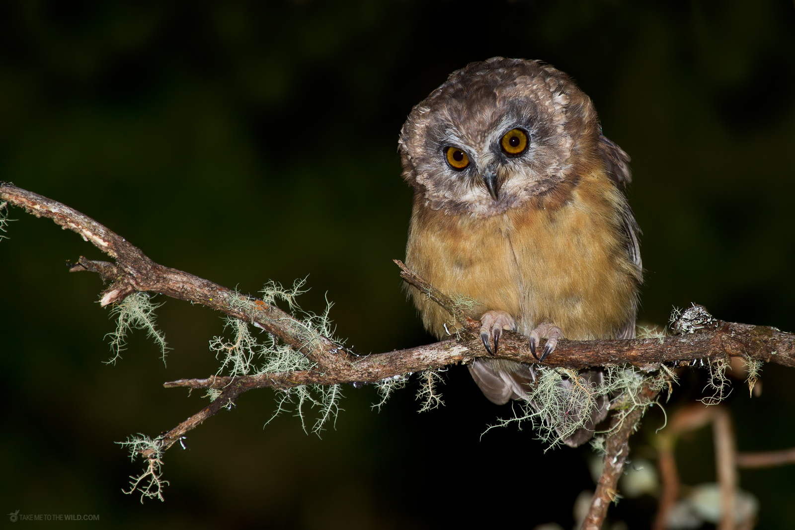 Unspotted Saw whet Owl