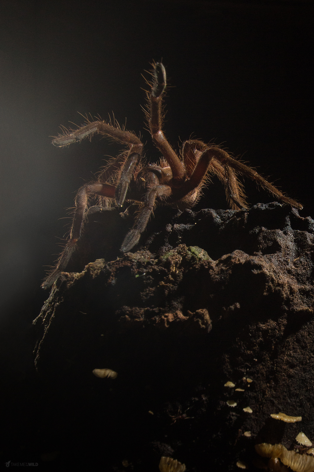 Tarantula at night