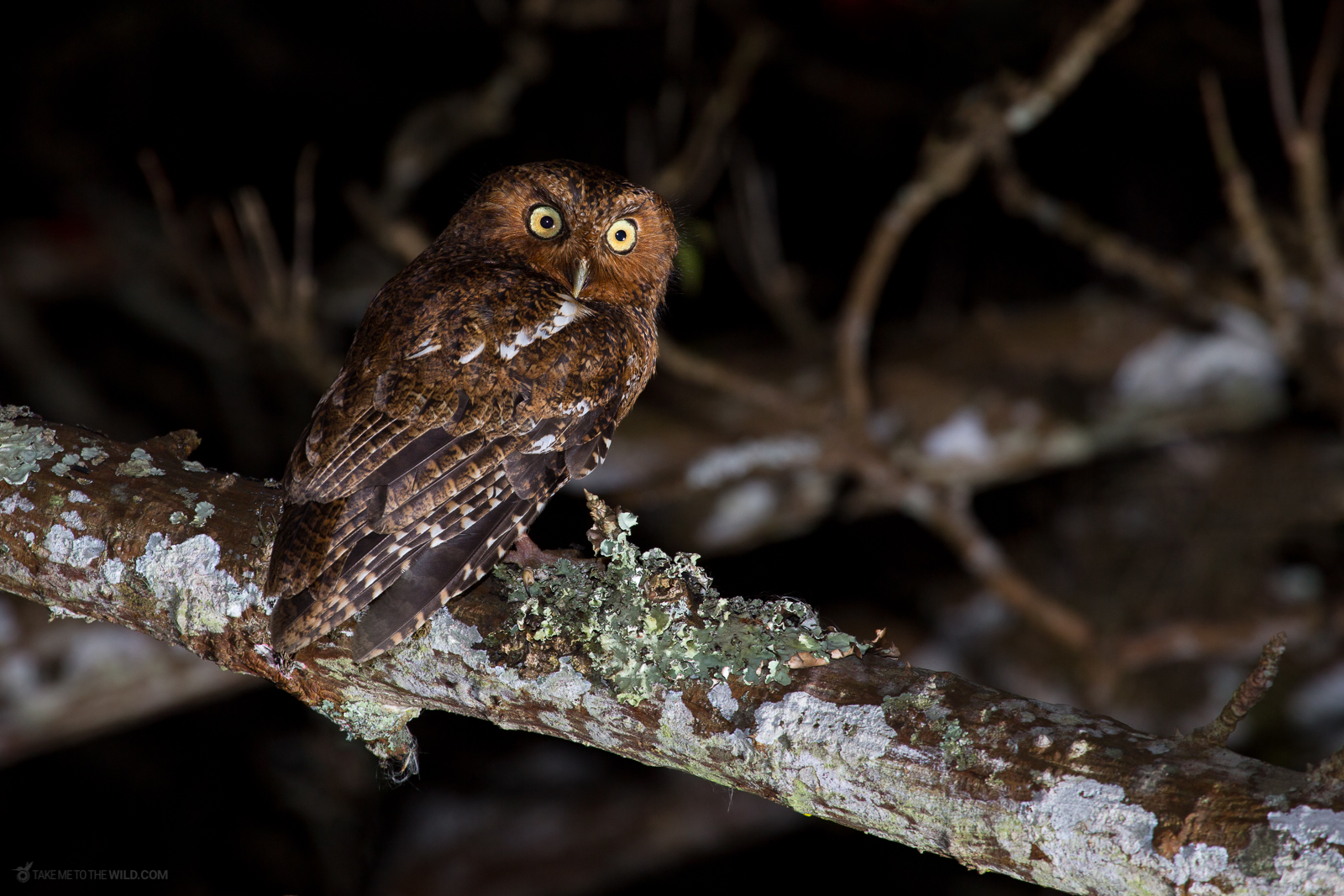 Bare shanked Screech Owl