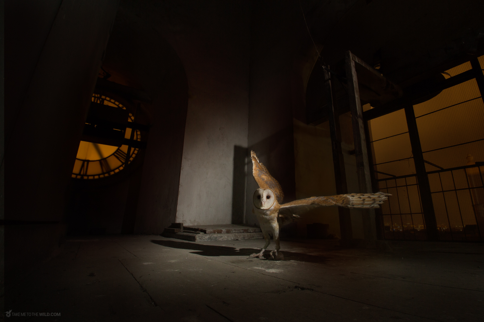 Barn Owl Tyto alba at church bell tower