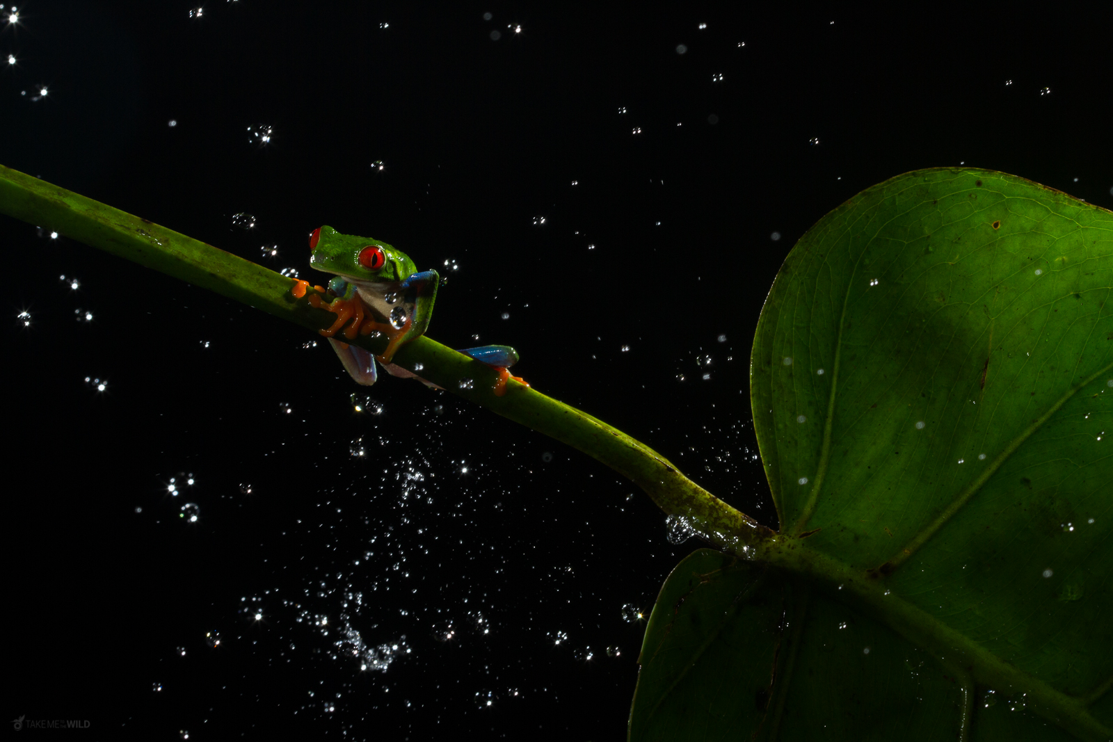 Red-eyed Tree Frog in the rain — the forest at night is alive in ways you don't expect