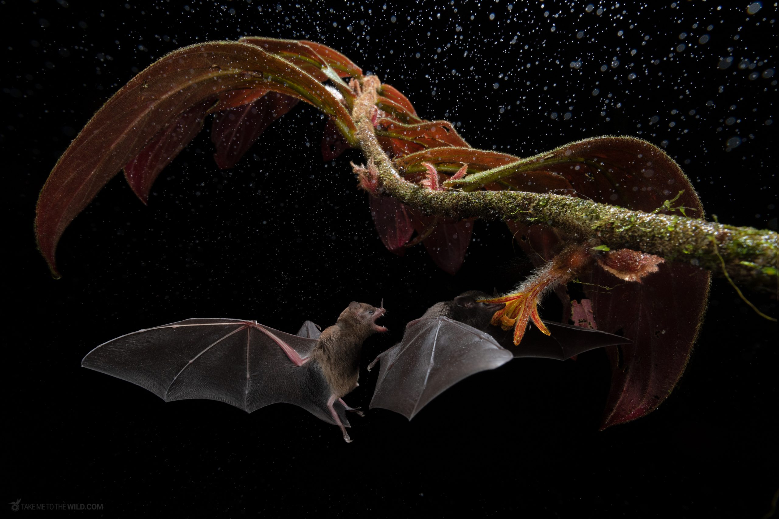 Creatures of the Night scaled