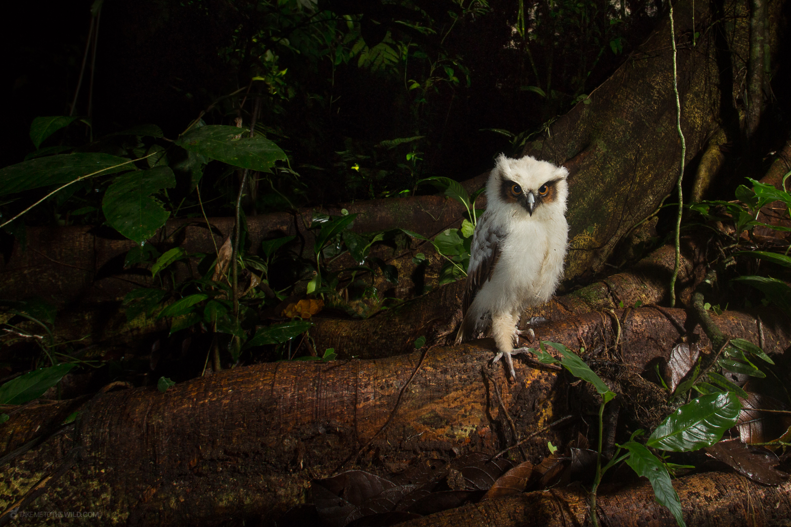 Crested Owl Lophostrix cristata at perched on the ground