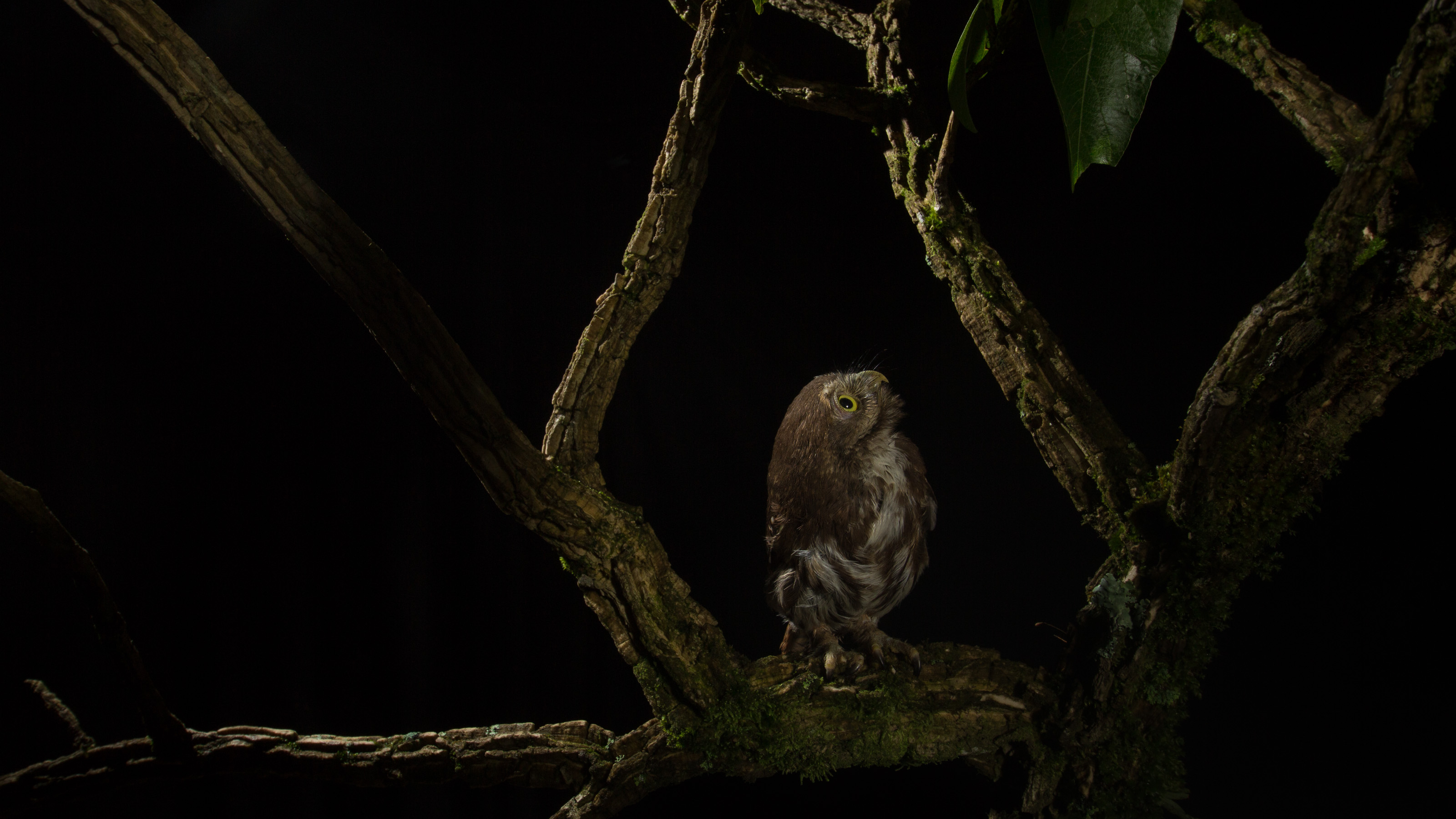 Ferruginous Pygmy Owl Glaucidium brasilianum perched on a branch