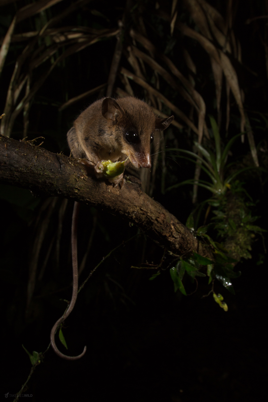 Mexican Mouse Opossum Marmosa mexicana catching a cricket
