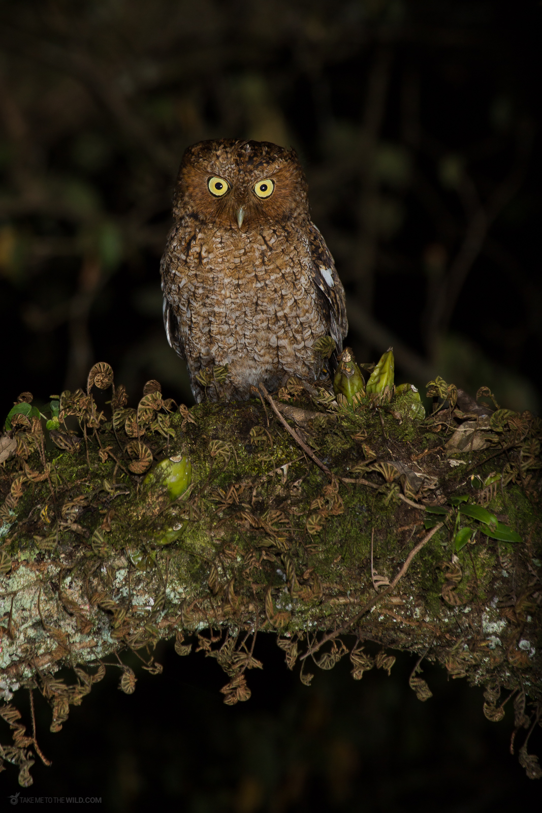 Bare shanked Screech Owl Megascops clarkii perched on a branch