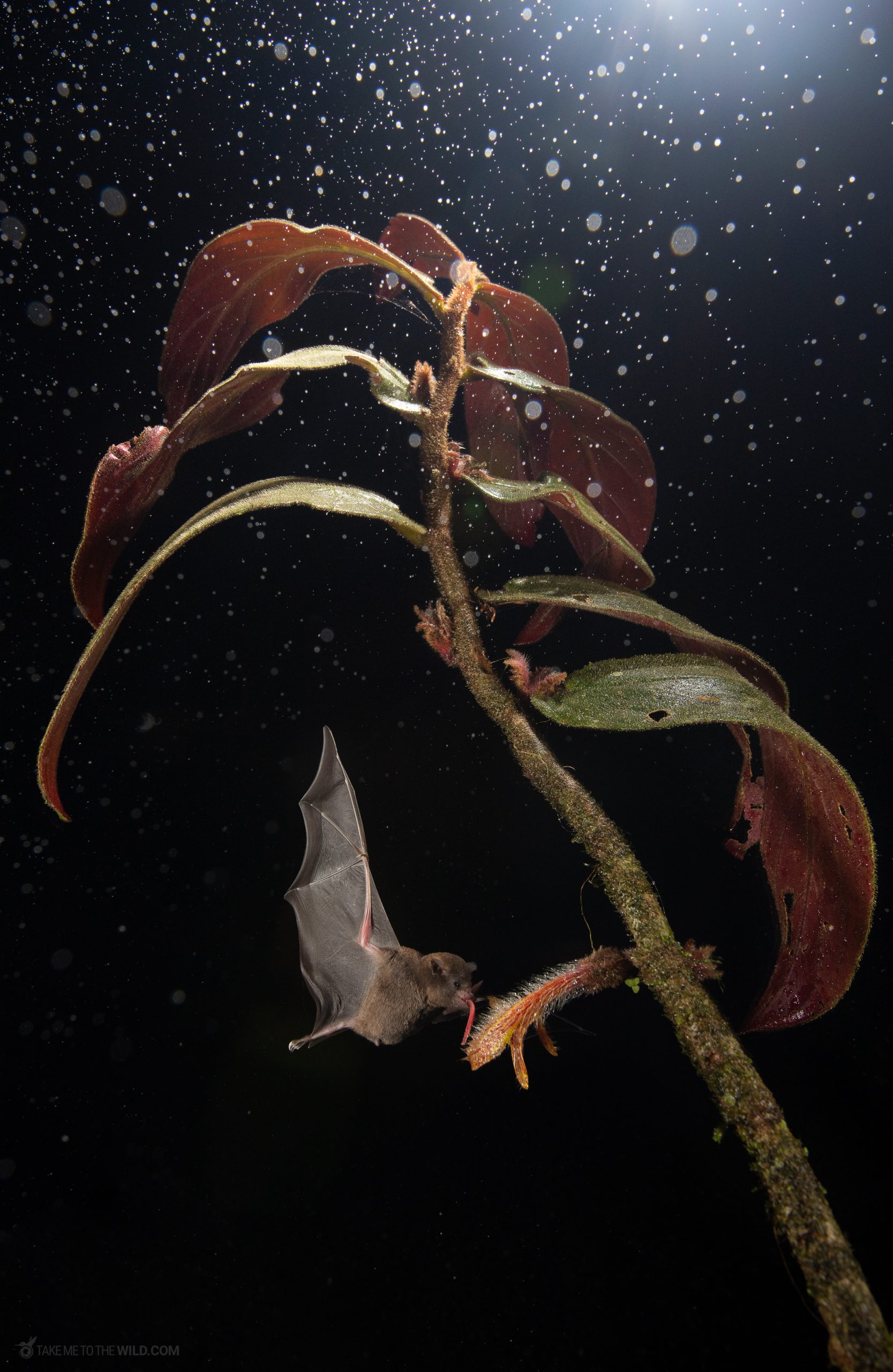 Long tongued bat scaled