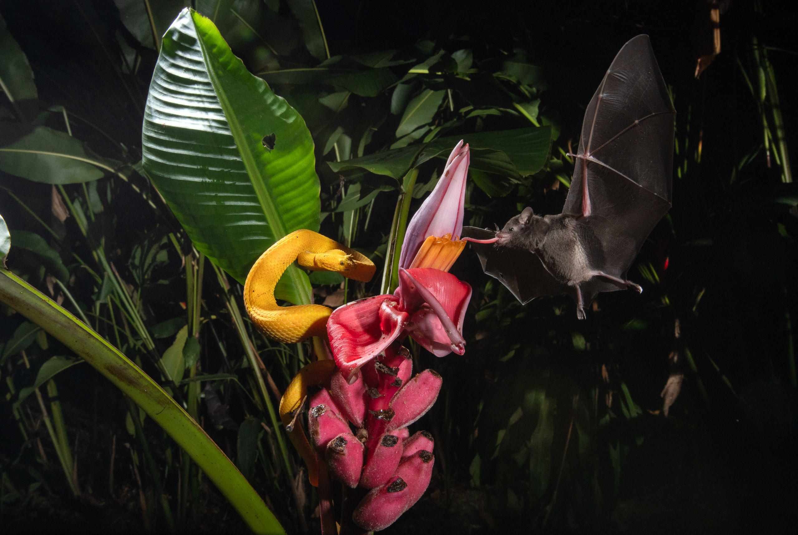 Creature in the shadows