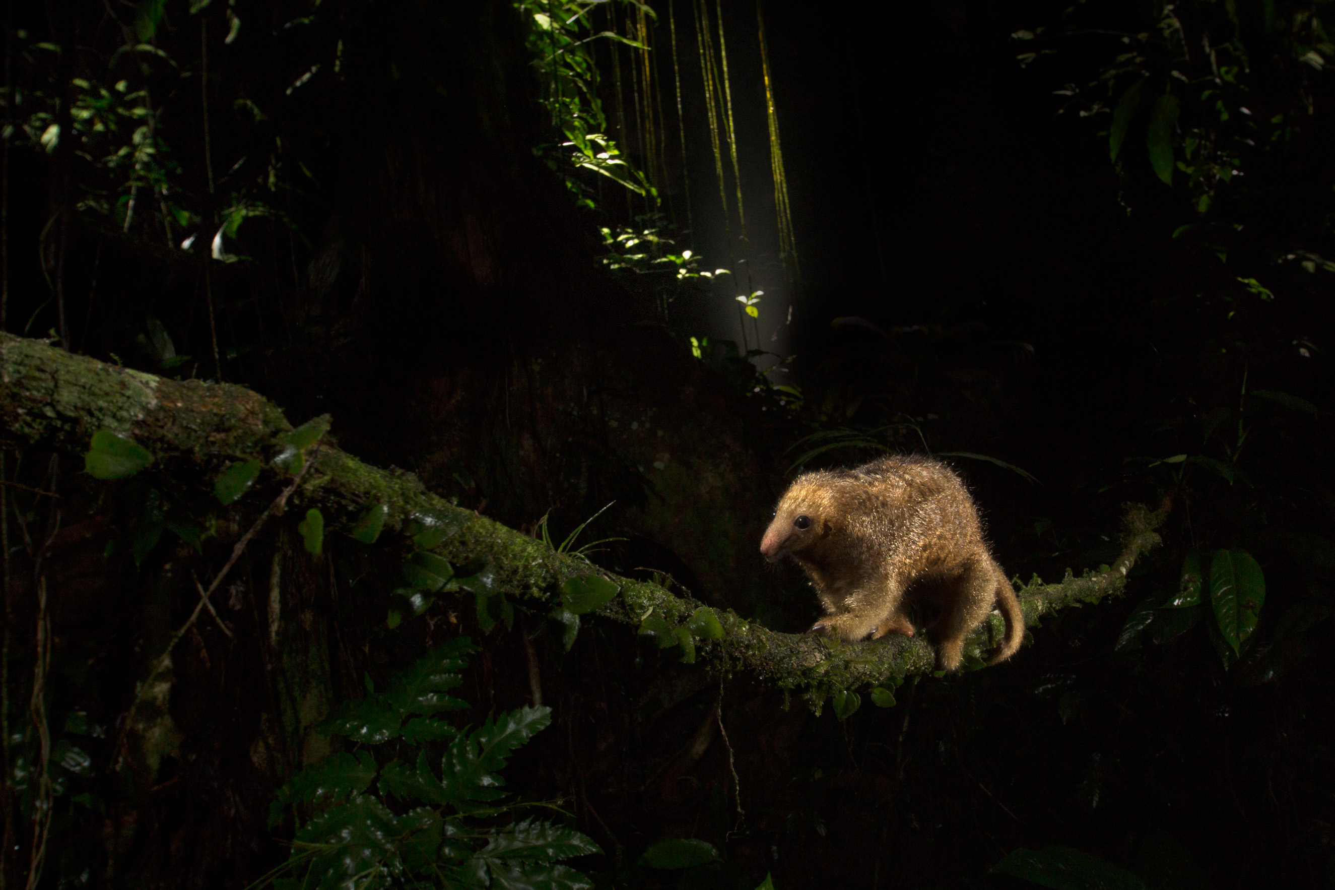 Silky Anteater crossing a vine at night