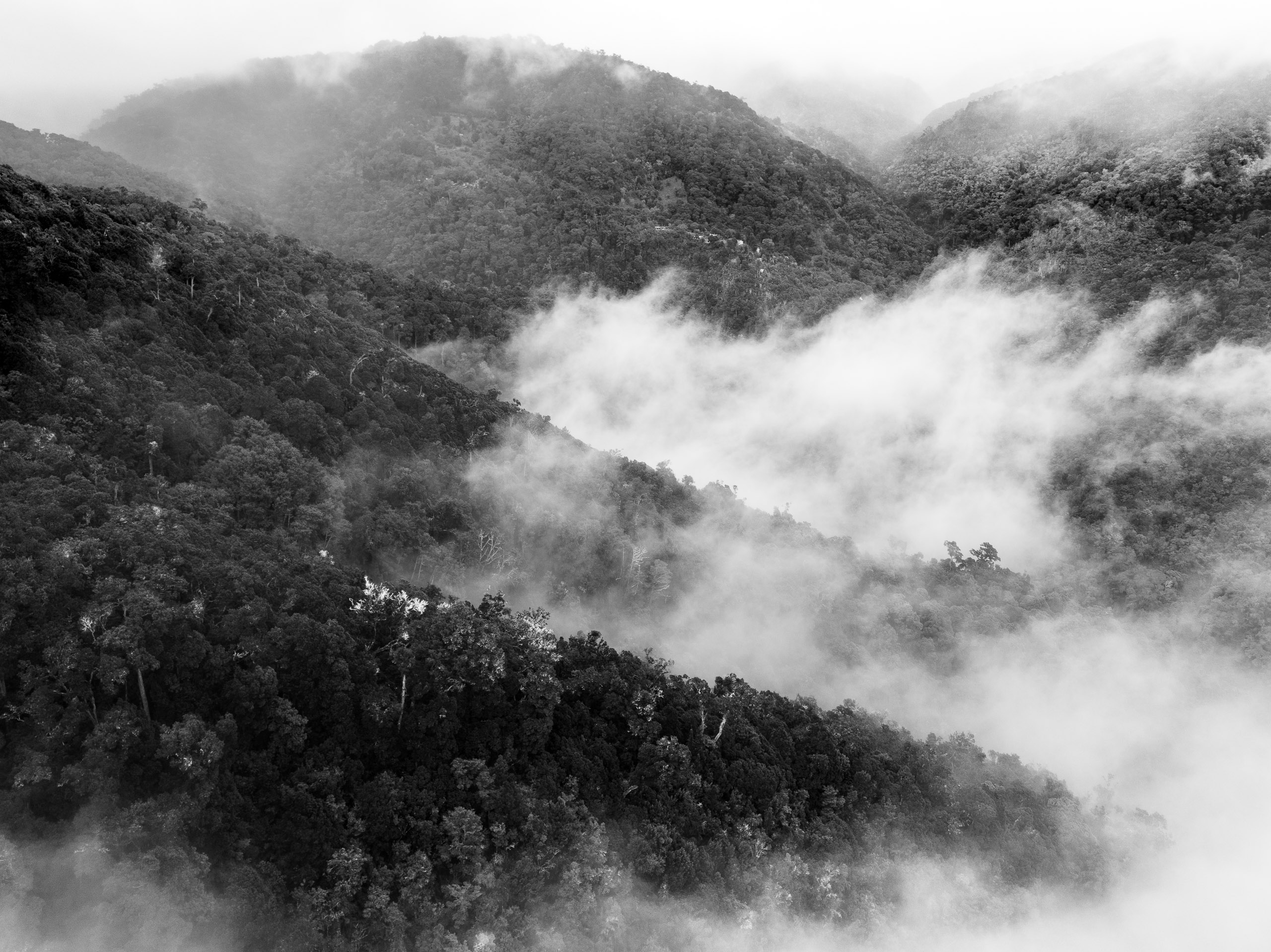 Cloud Forests