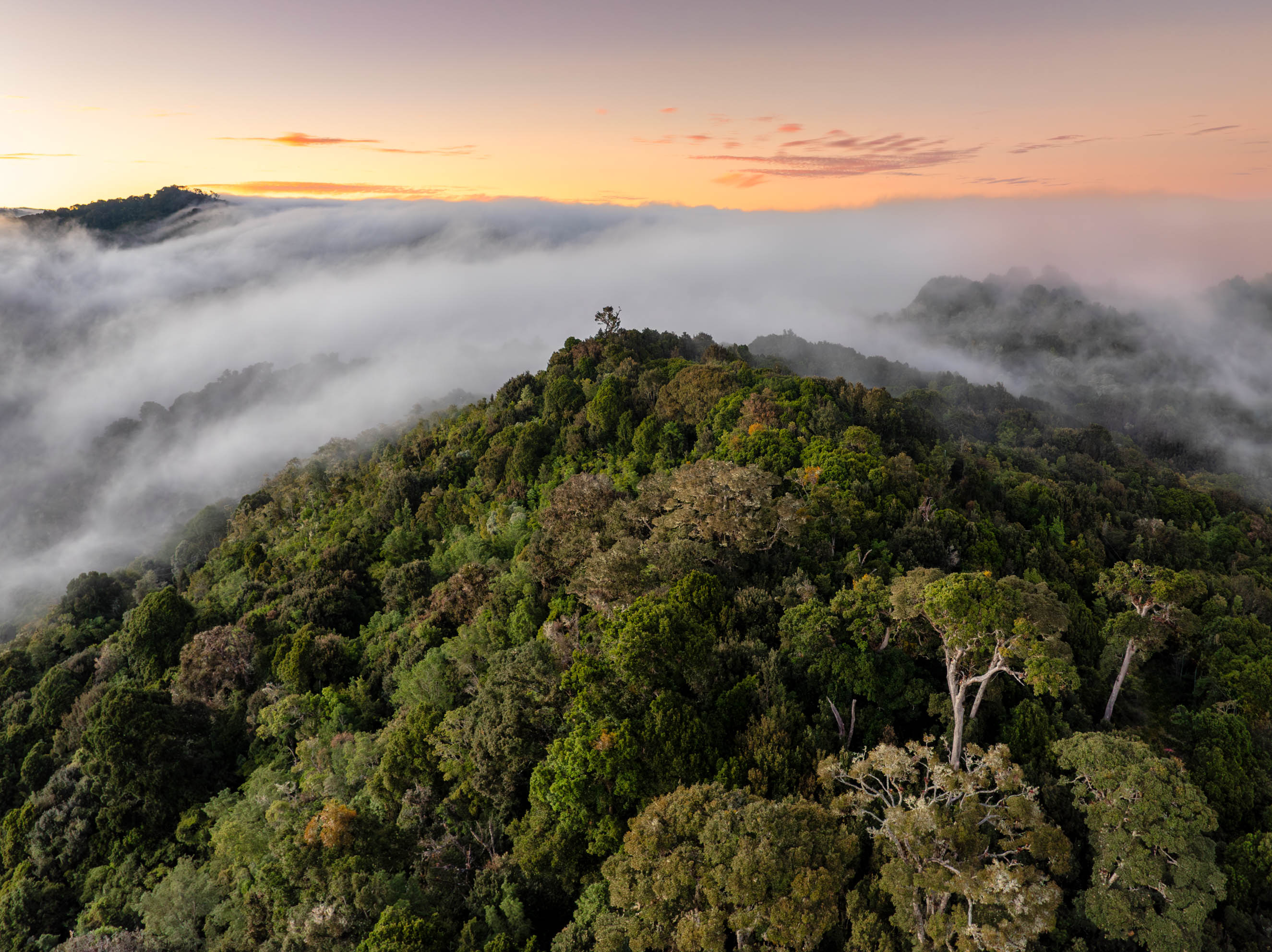 Cloud Forest