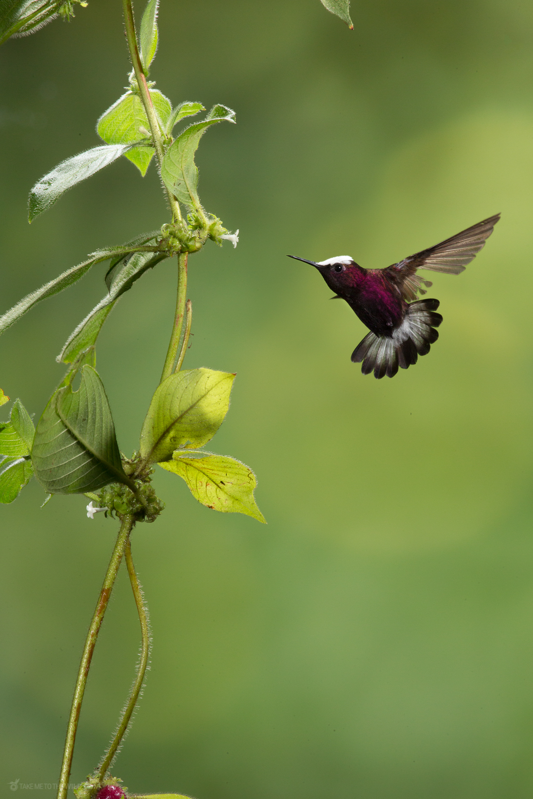 Snowcap feeding from flowers in flight