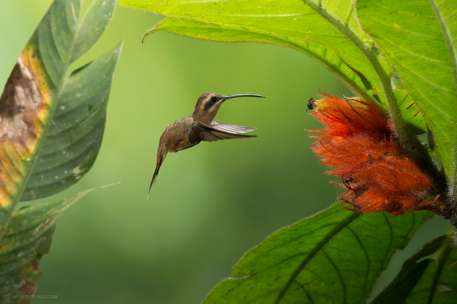 Stripe-throated Hermit feeding from flowers
