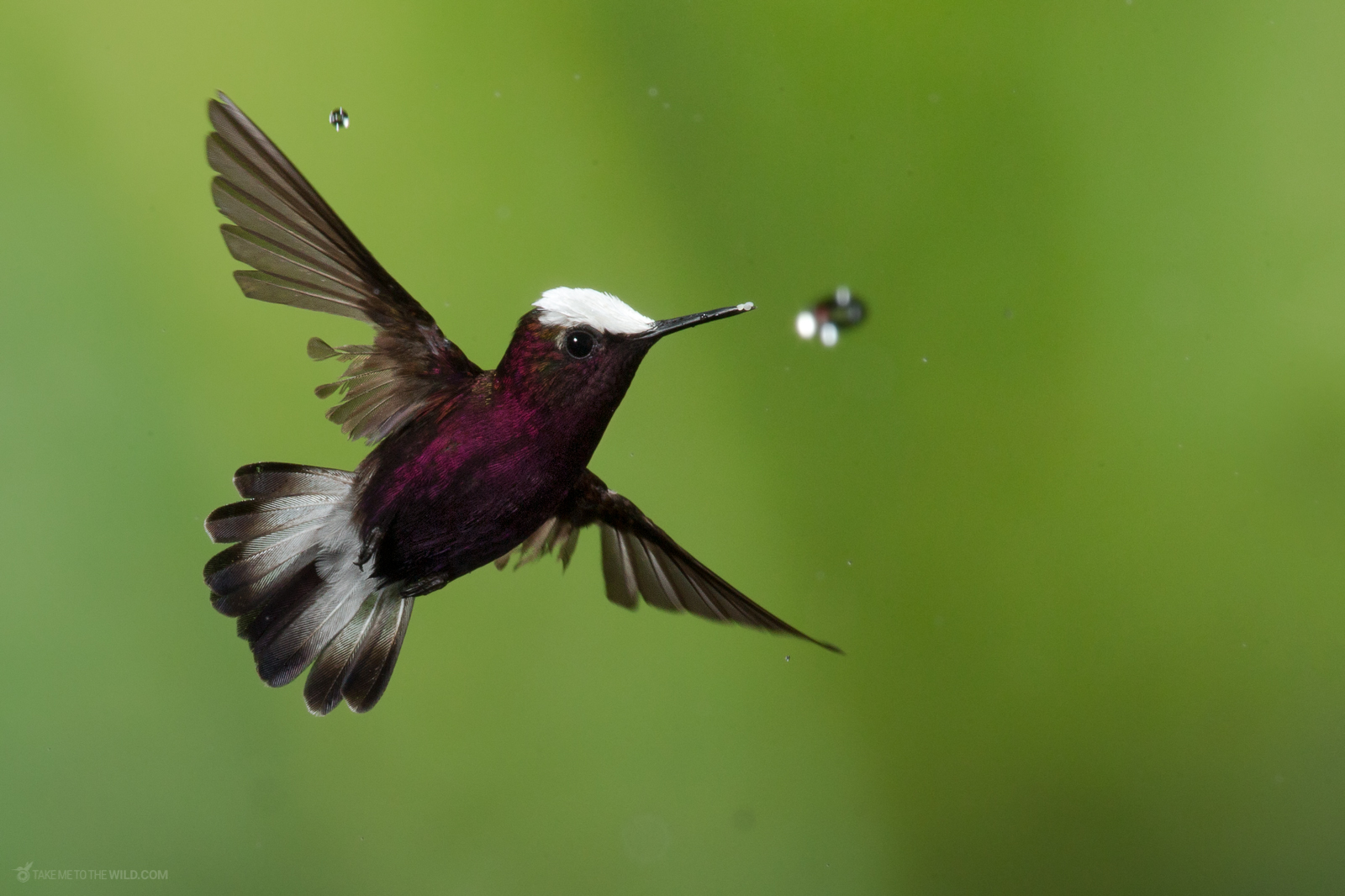Snowcap in flight with water drop