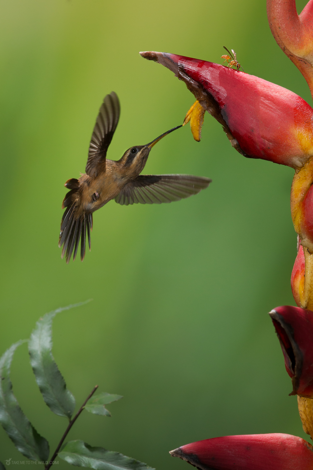 Hummingbird and Heliconia