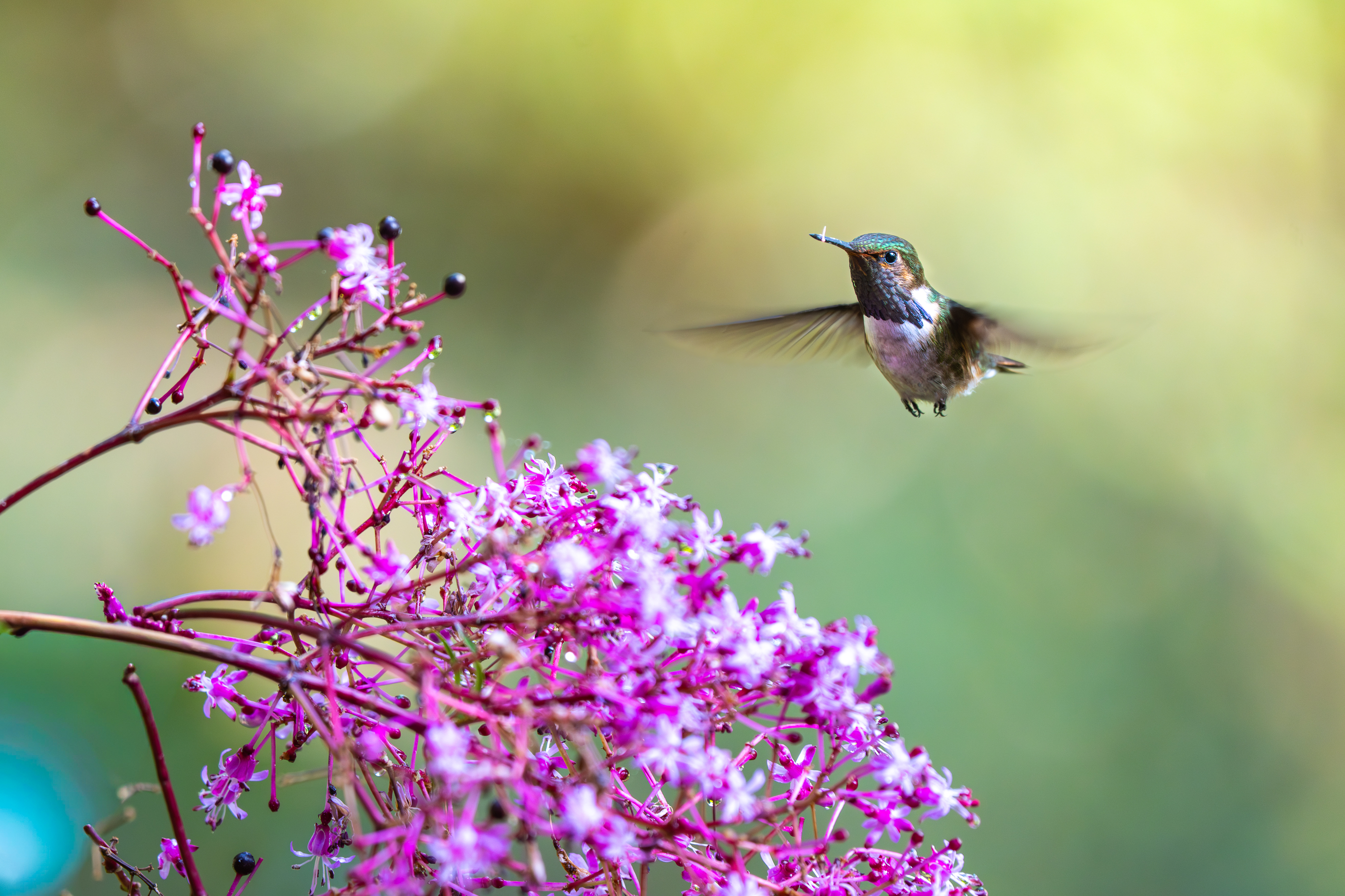 A volcano hummingbird hovers at pink flowers in Costa Rica's volcanic highlands