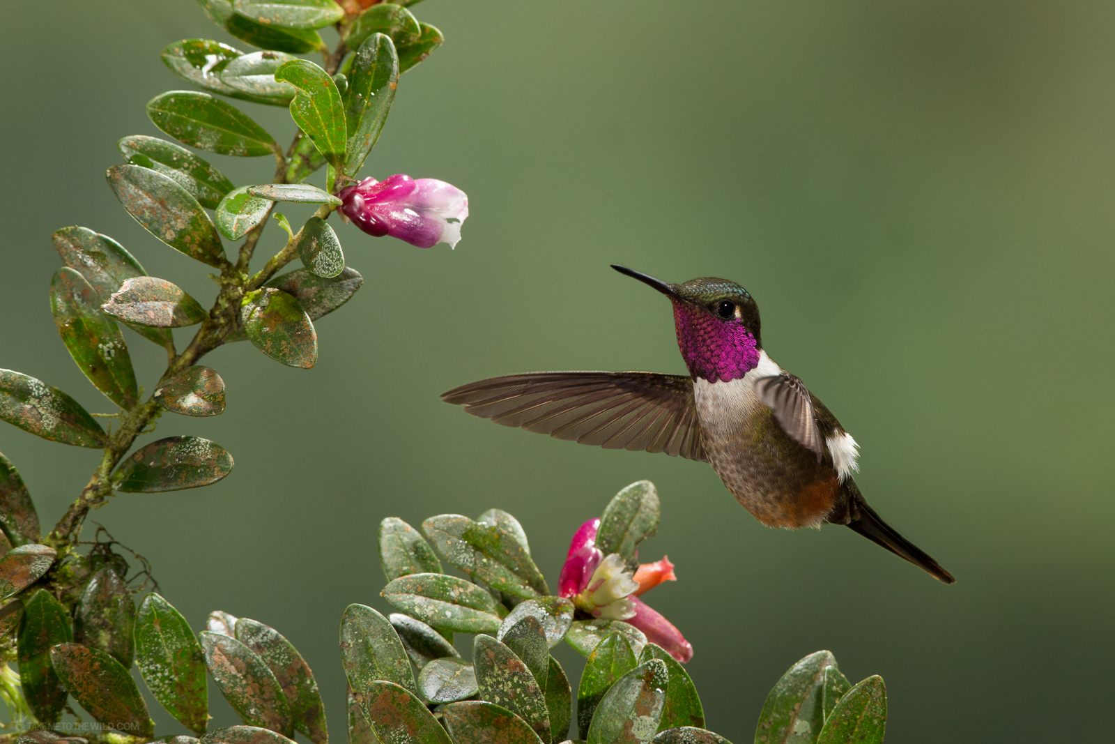 Magenta-throated Woodstar feeding from flowers