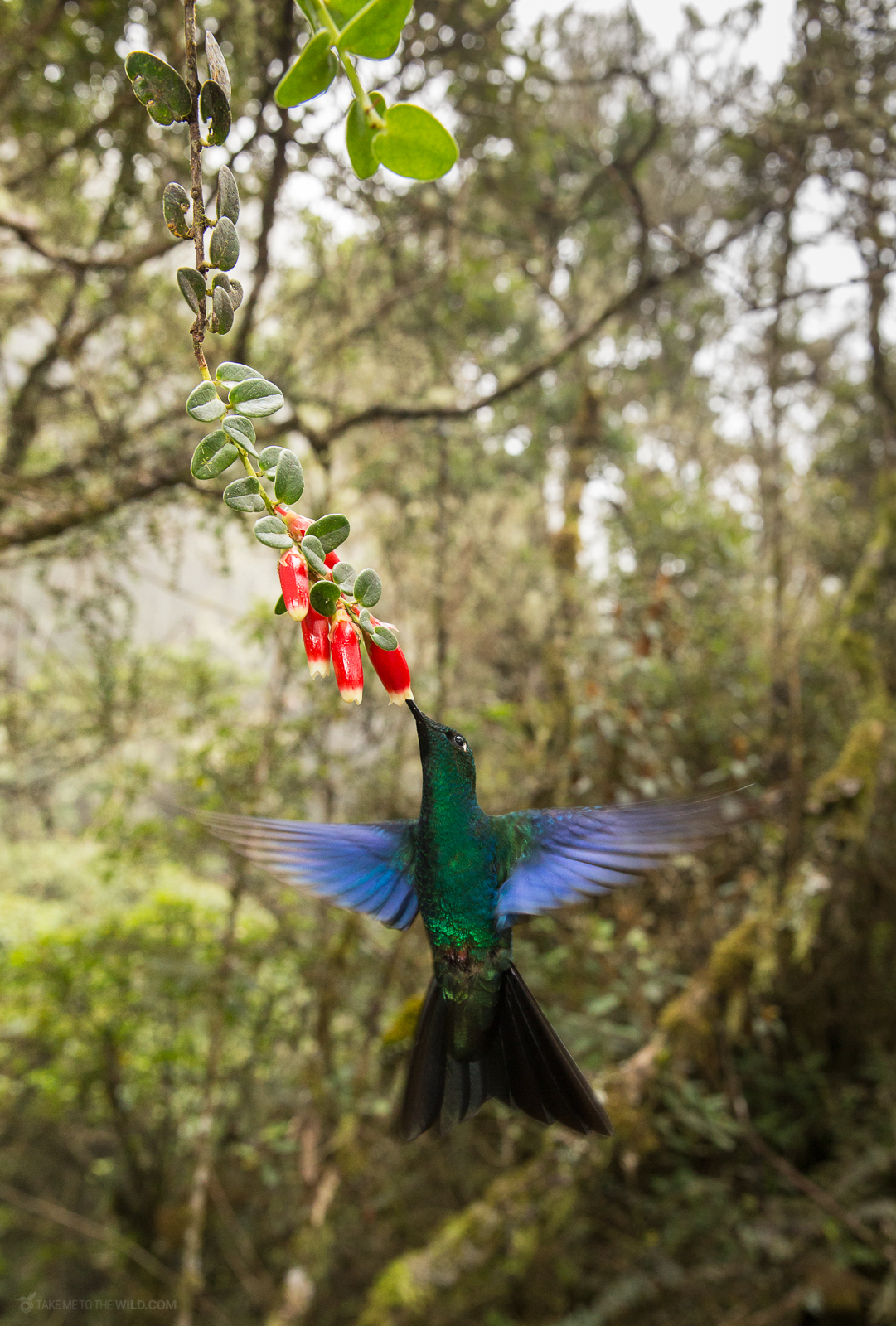 hummingbird cloud forest